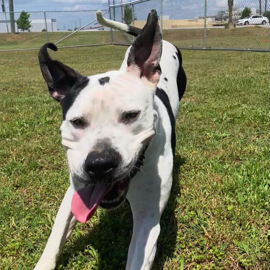 Enlarge Gordos, a Adoptable Mixed Breed in Chattanooga, TN image 1/6