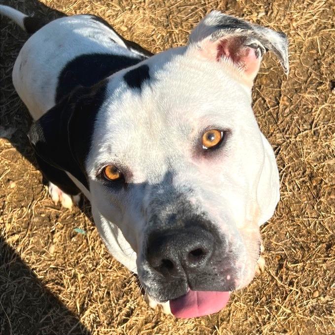 Gordos, Adoptable, Adult Male Mixed Breed.