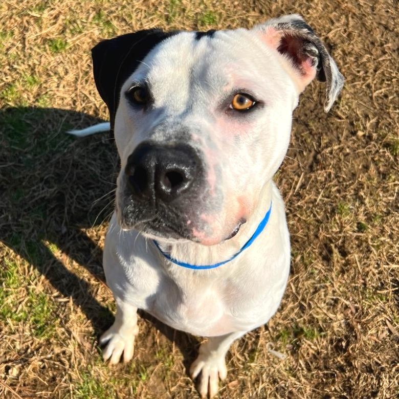 Enlarge Gordos, a Adoptable Mixed Breed in Chattanooga, TN image 2/6