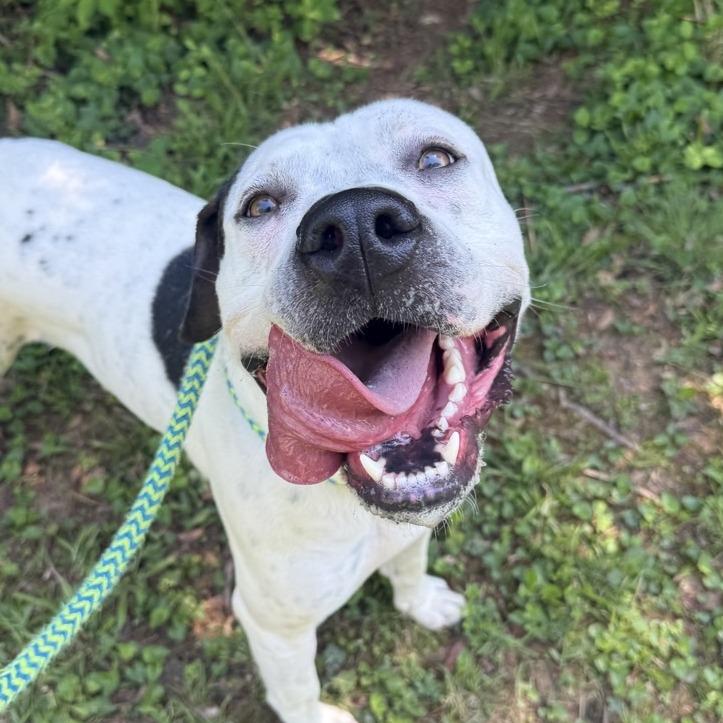 Enlarge Gordos, a Adoptable Mixed Breed in Chattanooga, TN image 3/6
