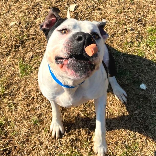 Enlarge Gordos, a Adoptable Mixed Breed in Chattanooga, TN image 3/6
