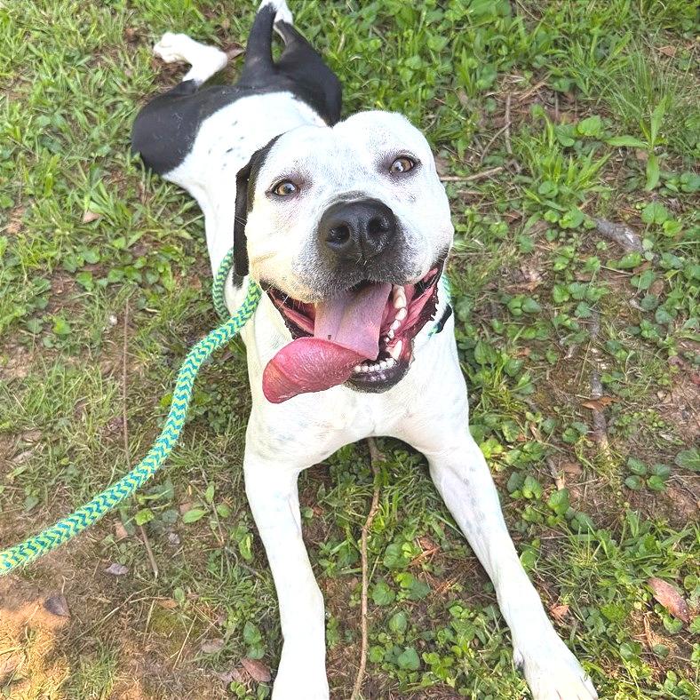 Enlarge Gordos, a Adoptable Mixed Breed in Chattanooga, TN image 5/6