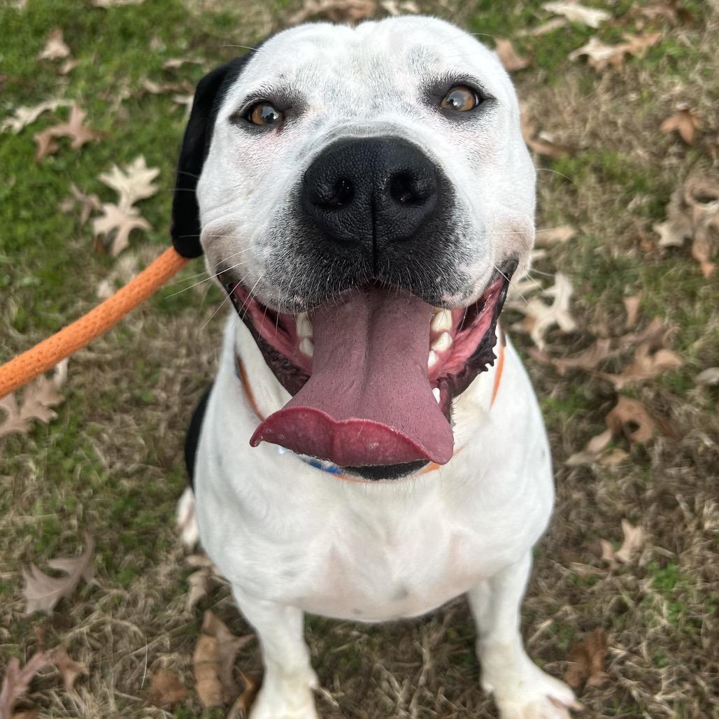 Enlarge Gordos, a Adoptable Mixed Breed in Chattanooga, TN image 4/6