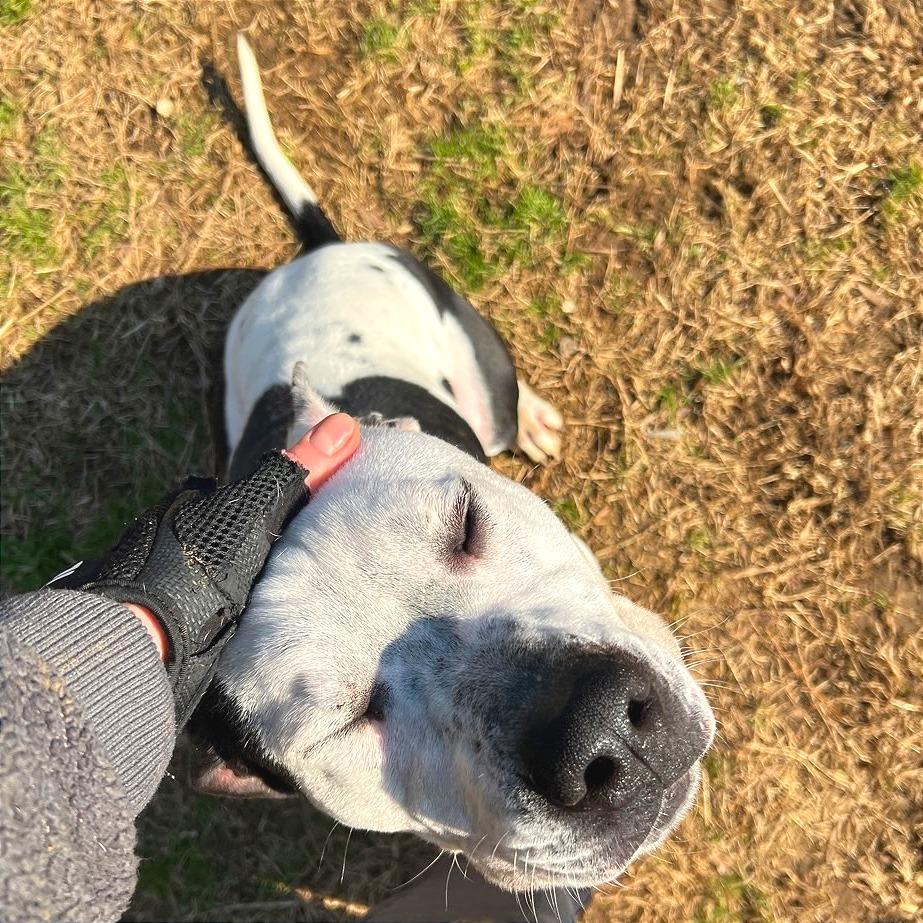 Enlarge Gordos, a Adoptable Mixed Breed in Chattanooga, TN image 4/6