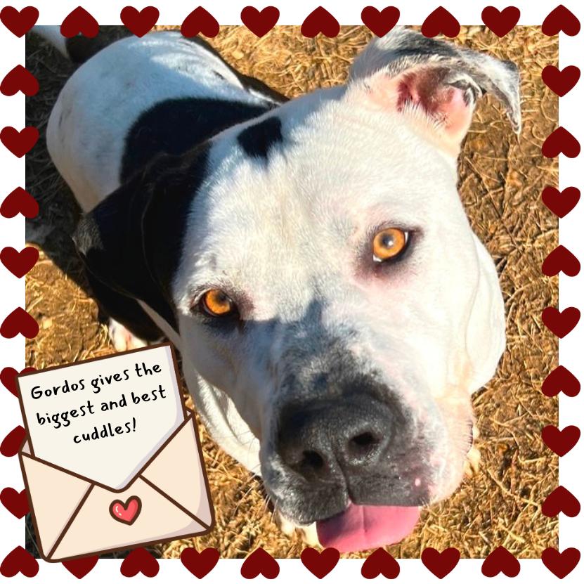 Enlarge Gordos, a Adoptable Mixed Breed in Chattanooga, TN image 5/6