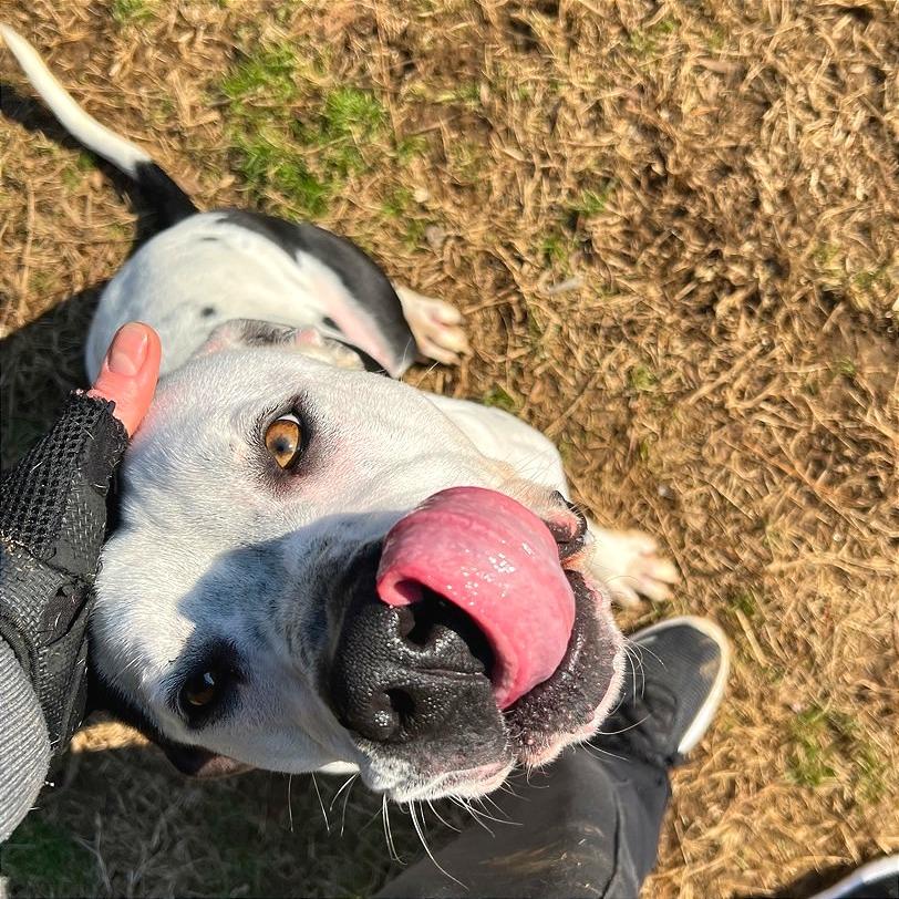 Enlarge Gordos, a Adoptable Mixed Breed in Chattanooga, TN image 6/6