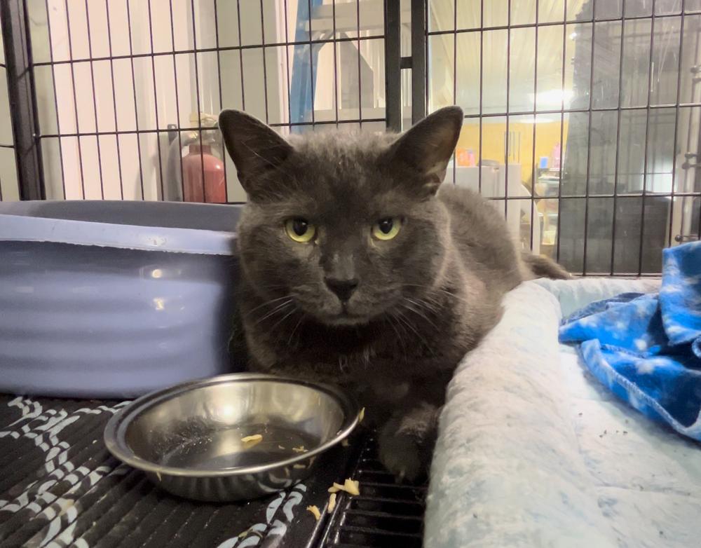 Enlarge Mitch, a Adoptable Domestic Short Hair in Telford, PA image 1/1