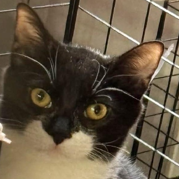 Zappa - PENDING ADOPTION, adopted, Young Male Domestic Short Hair.