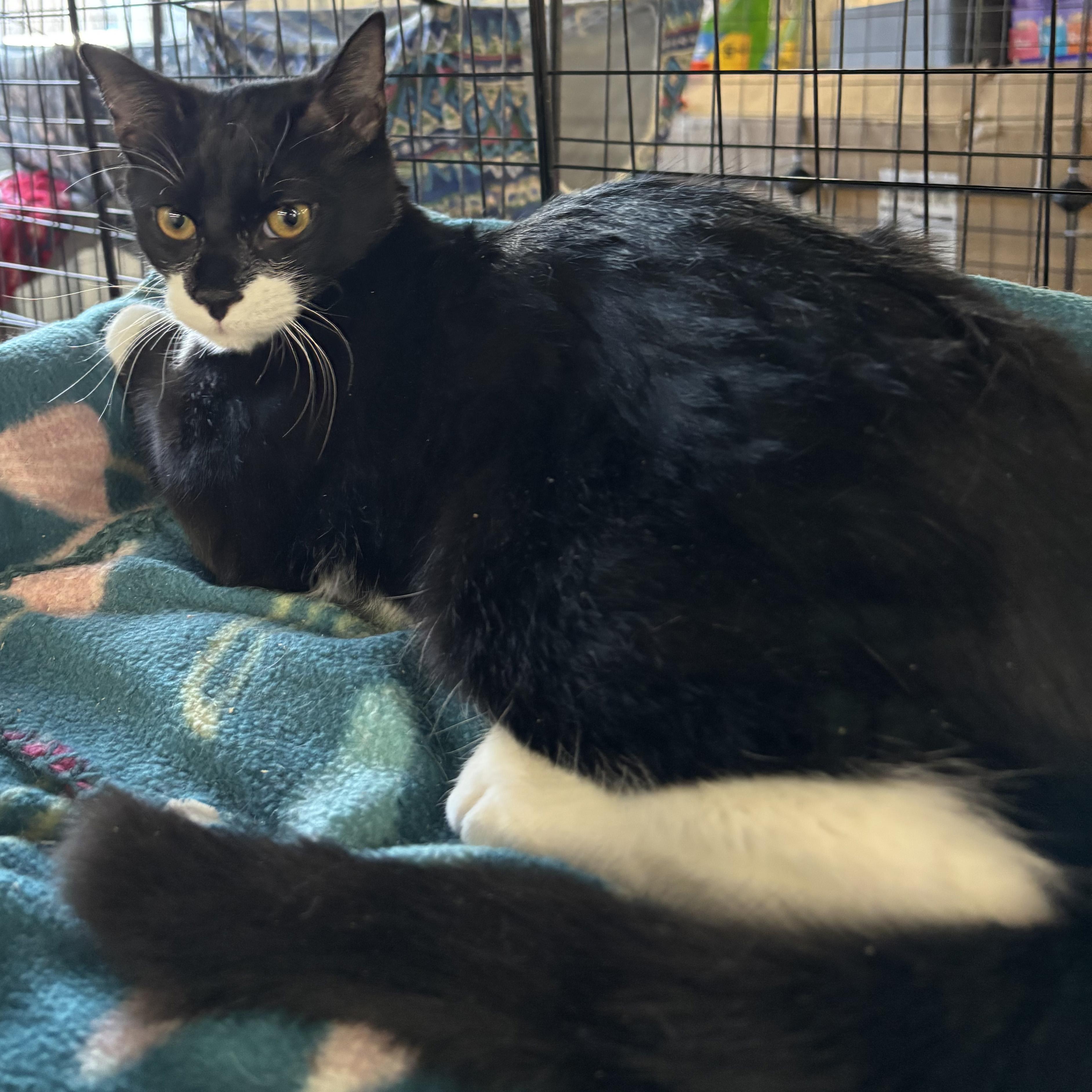 Enlarge Zappa - PENDING ADOPTION, a ADOPTABLE Domestic Short Hair in Fair Haven, VT image 2/6