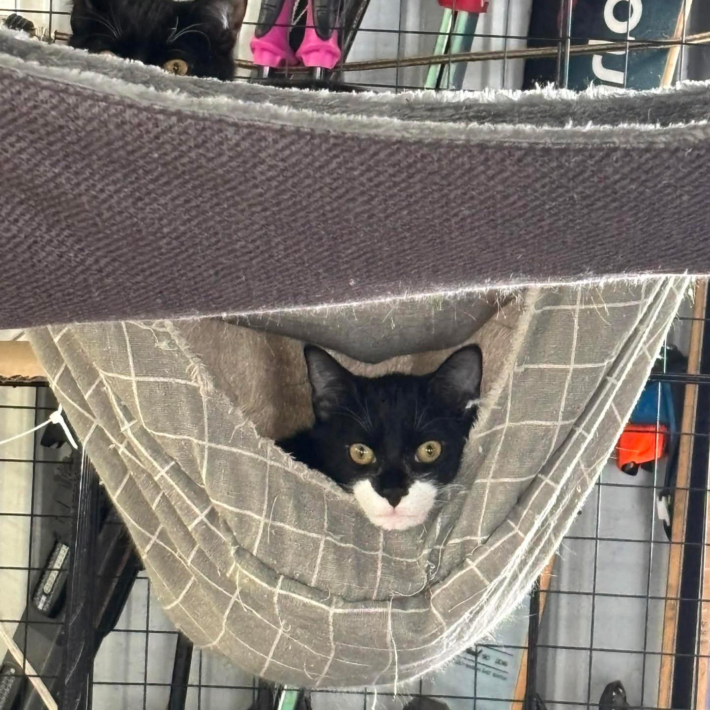 Enlarge Zappa - PENDING ADOPTION, a ADOPTABLE Domestic Short Hair in Fair Haven, VT image 3/6