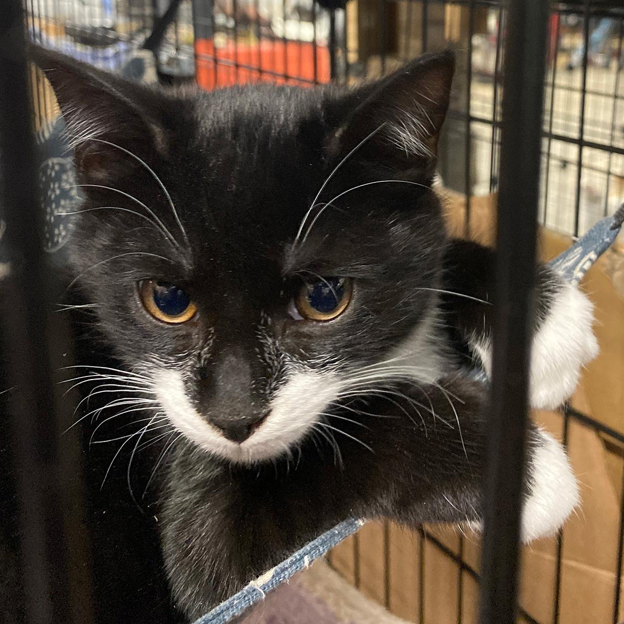 Enlarge Zappa - PENDING ADOPTION, a ADOPTABLE Domestic Short Hair in Fair Haven, VT image 4/6