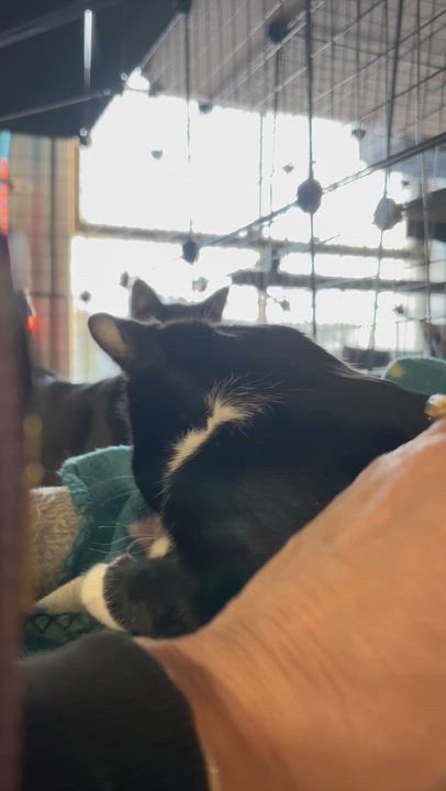 Enlarge Zappa - PENDING ADOPTION, a ADOPTABLE Domestic Short Hair in Fair Haven, VT video 5/6