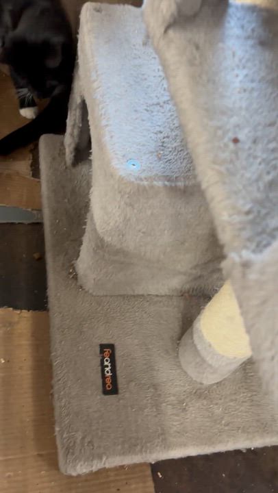 Enlarge Zappa - PENDING ADOPTION, a ADOPTABLE Domestic Short Hair in Fair Haven, VT video 6/6