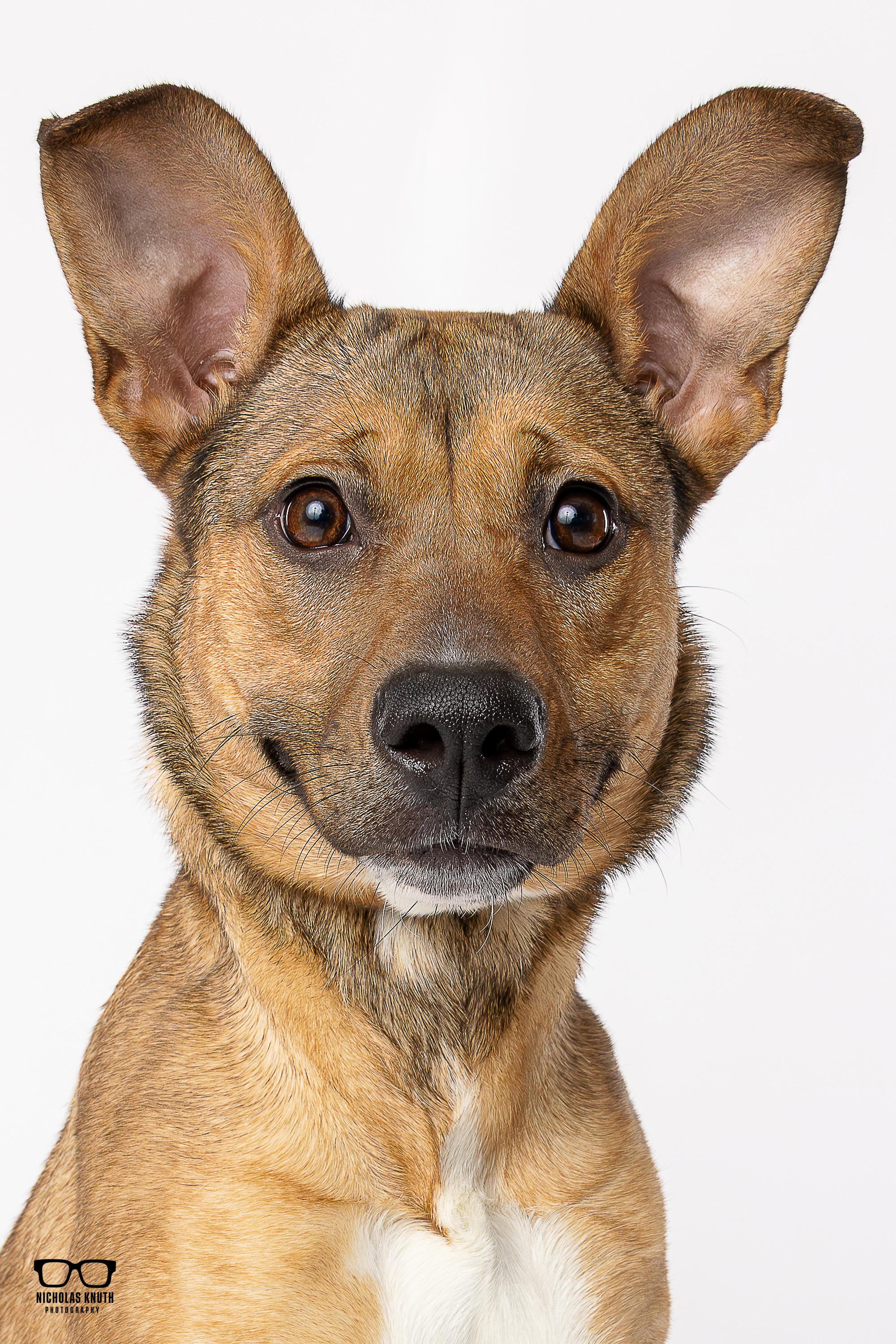 Enlarge Bindi, a ADOPTABLE mixed breed in Palatine, IL image 1/6