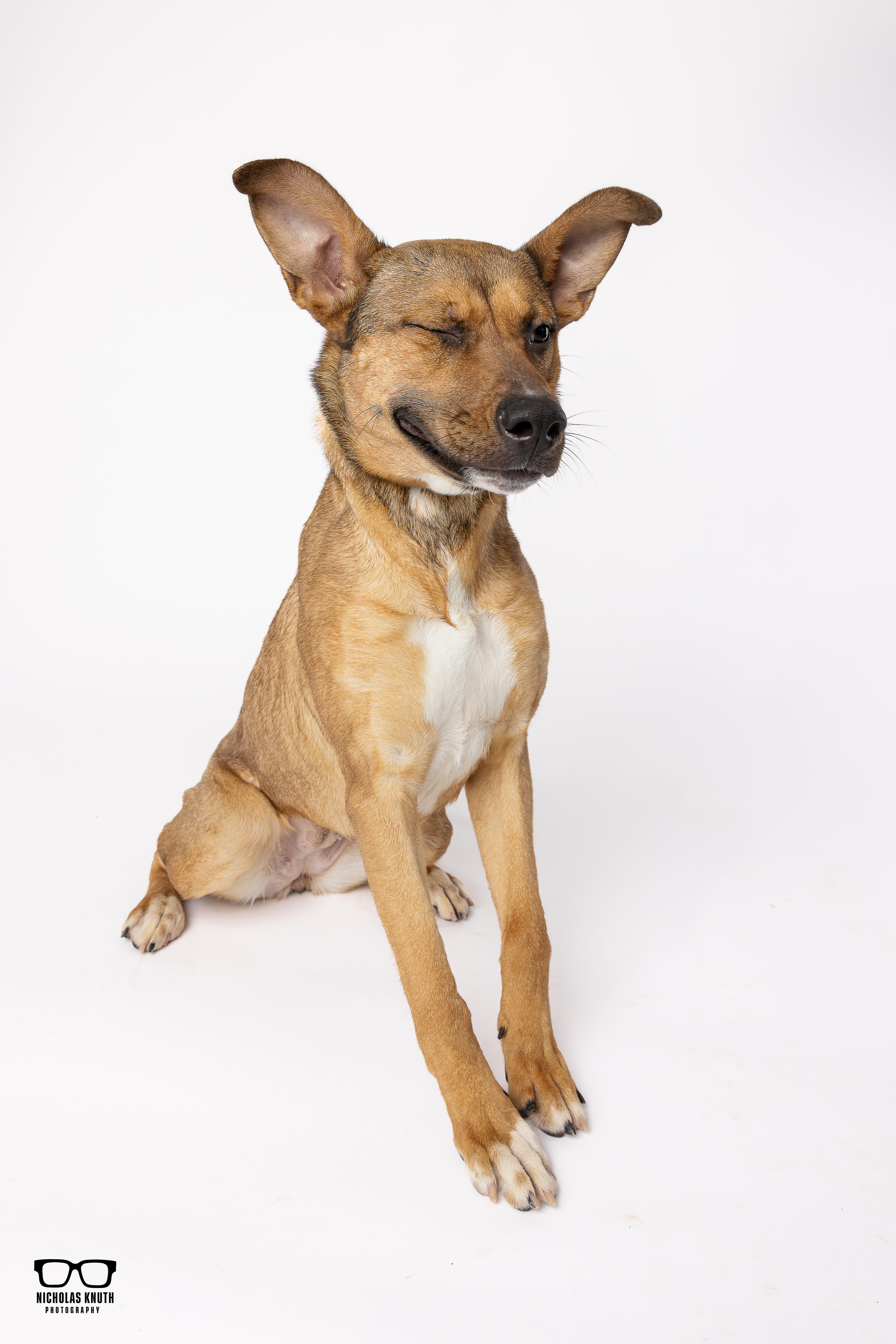 Enlarge Bindi, a ADOPTABLE mixed breed in Palatine, IL image 6/6