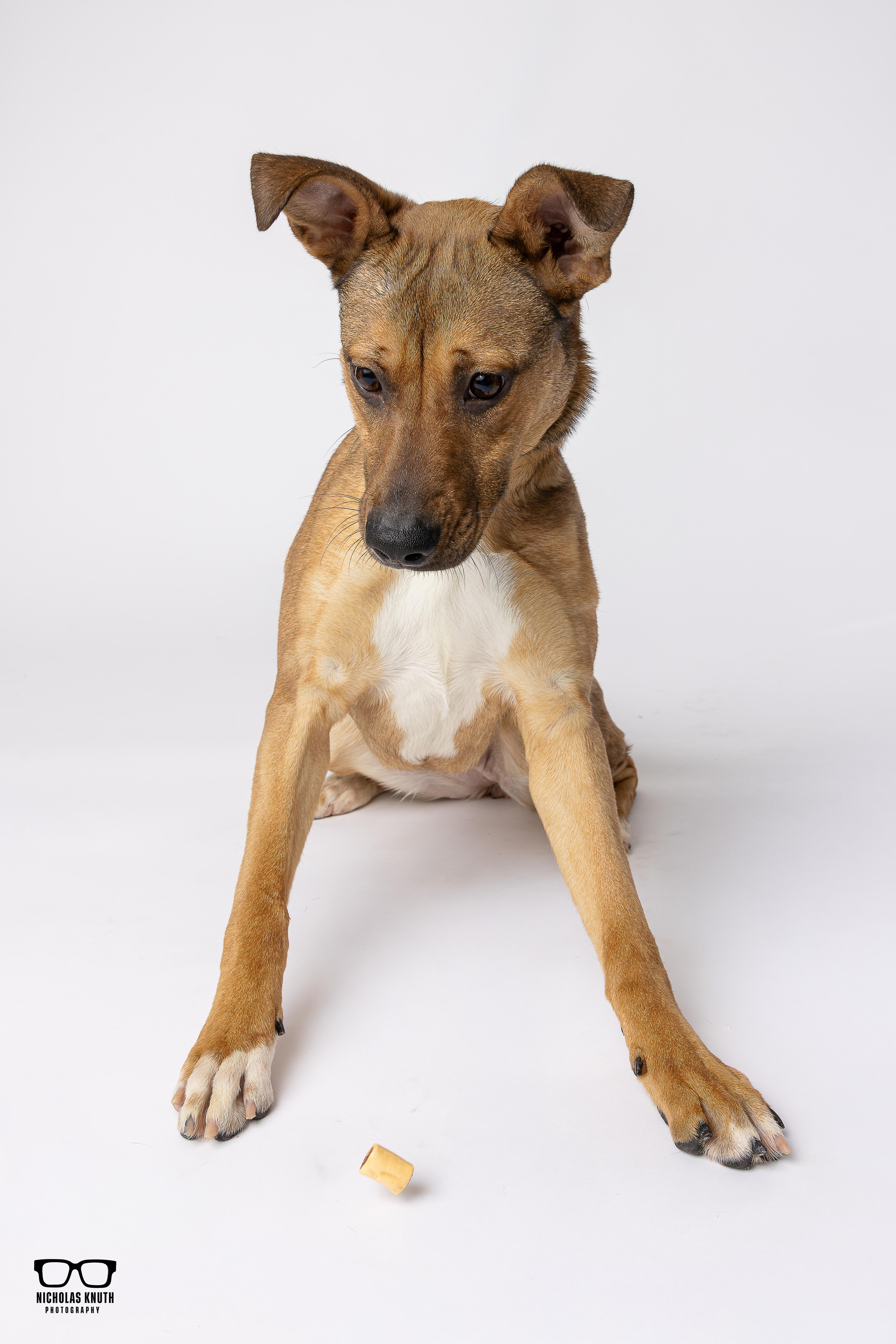 Enlarge Bindi, a ADOPTABLE mixed breed in Palatine, IL image 5/6