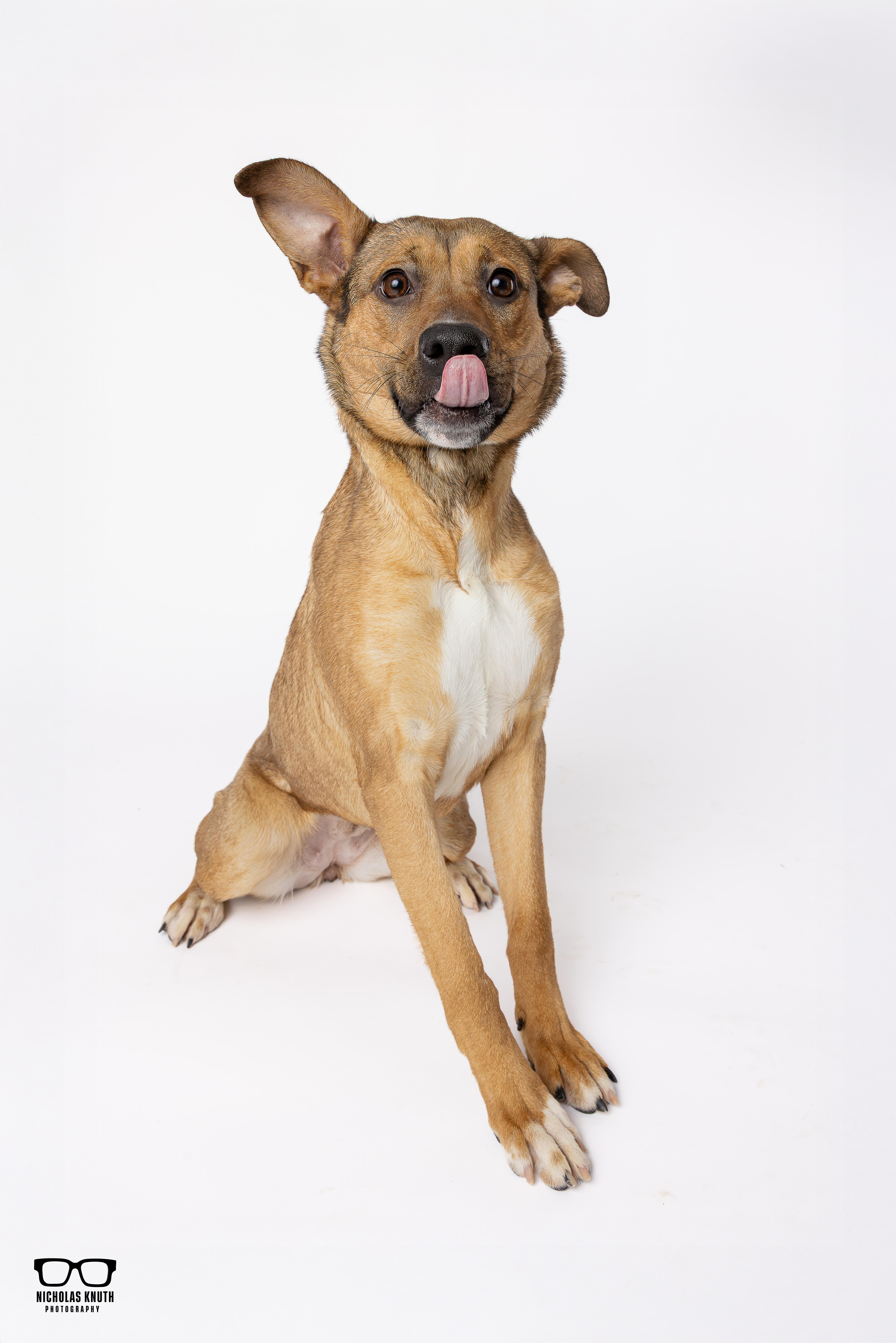 Enlarge Bindi, a ADOPTABLE mixed breed in Palatine, IL image 2/6