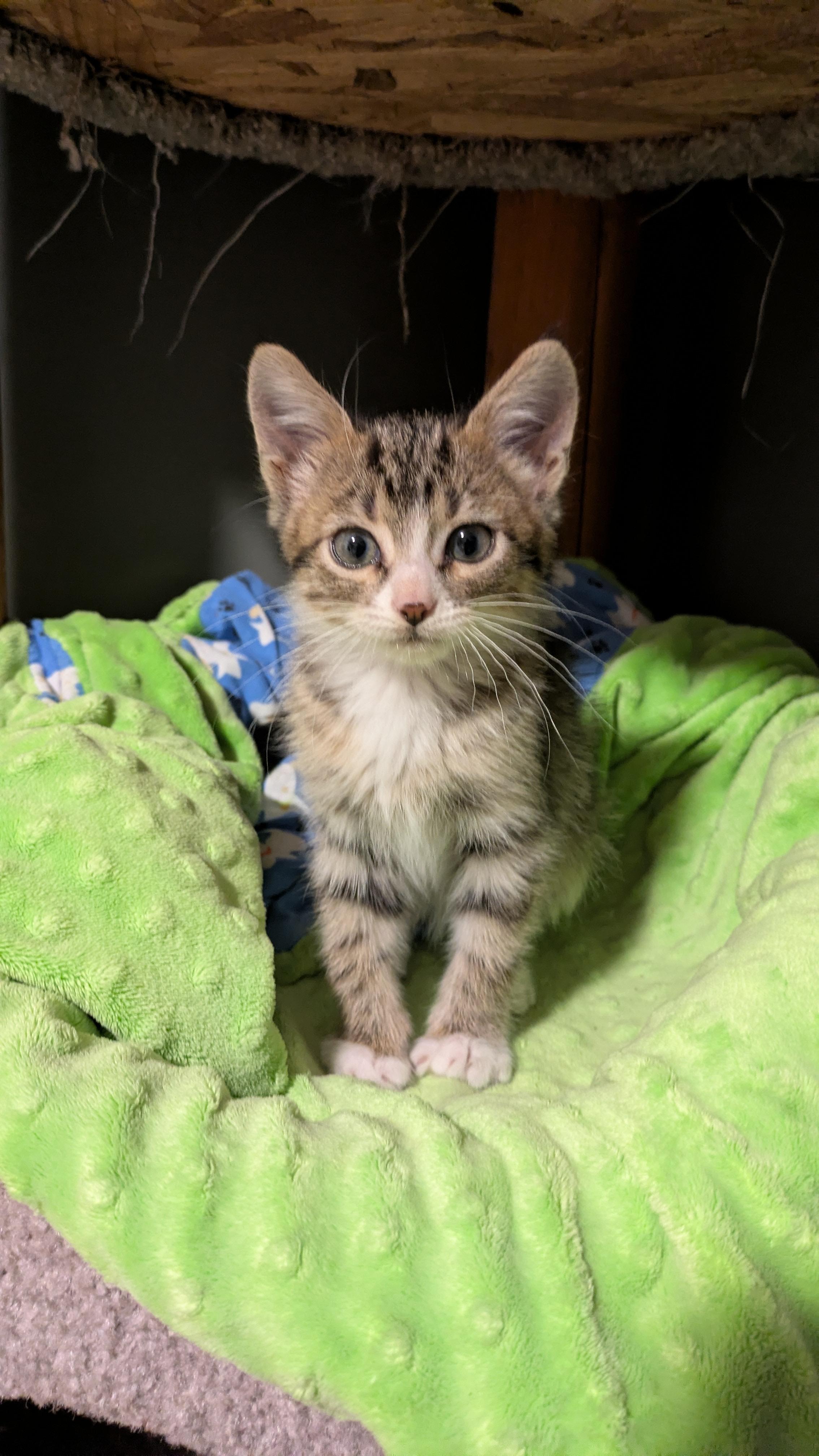 Cosmo, Adoptable, Kitten Male Domestic Short Hair.