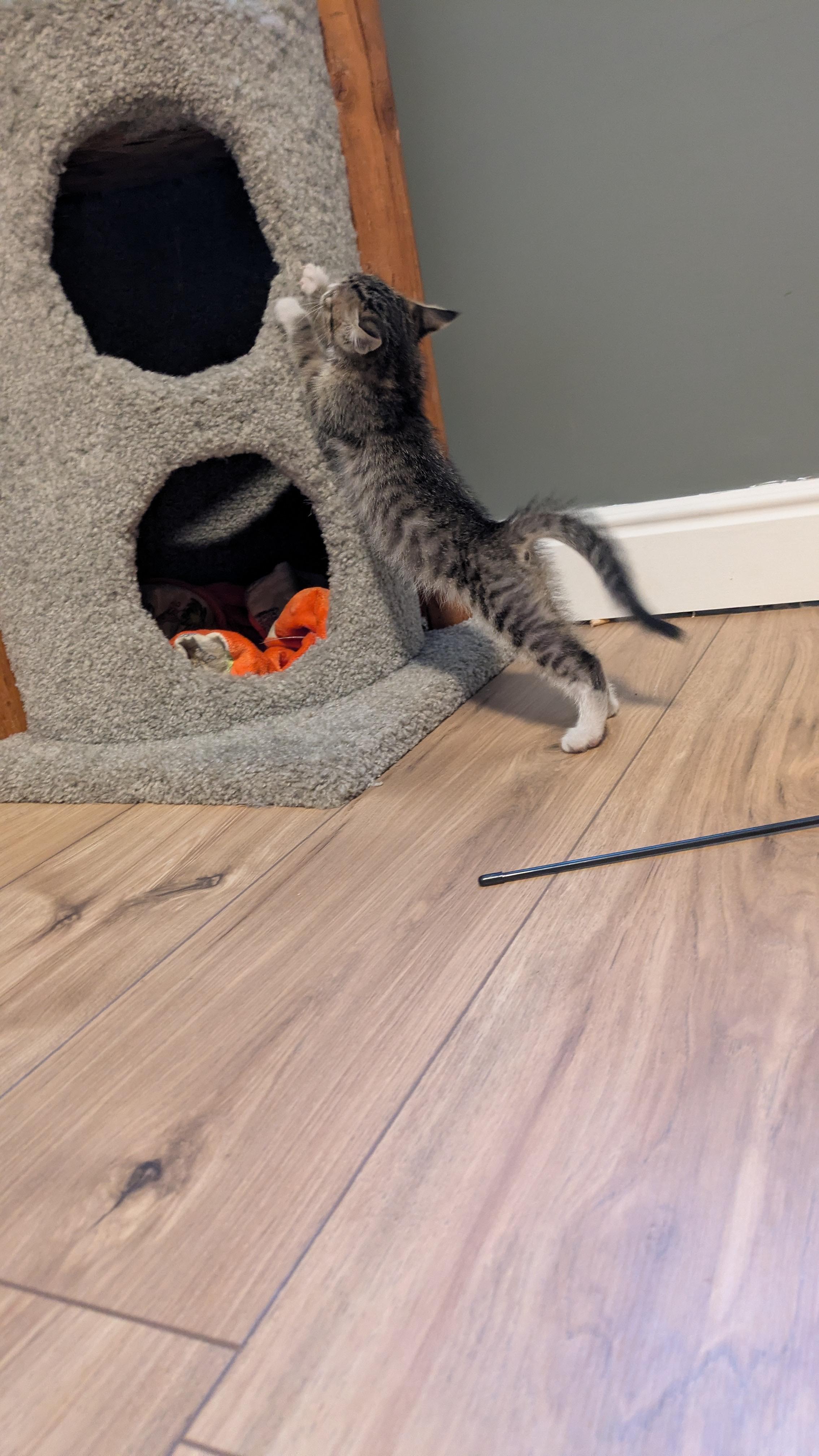 Enlarge Cosmo, a Adoptable Domestic Short Hair in Fruit Heights, UT image 2/4