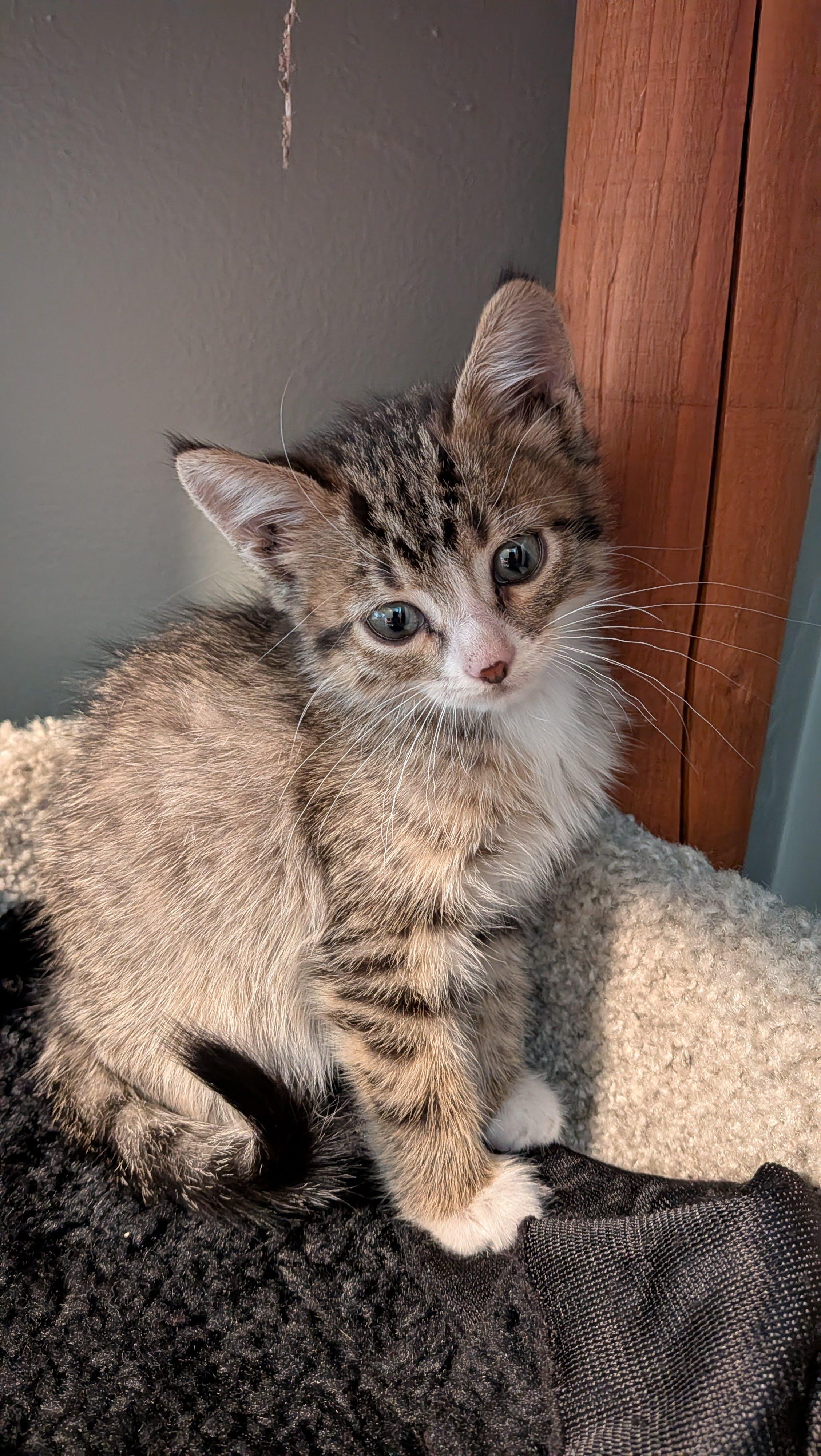 Enlarge Cosmo, a Adoptable Domestic Short Hair in Fruit Heights, UT image 3/4