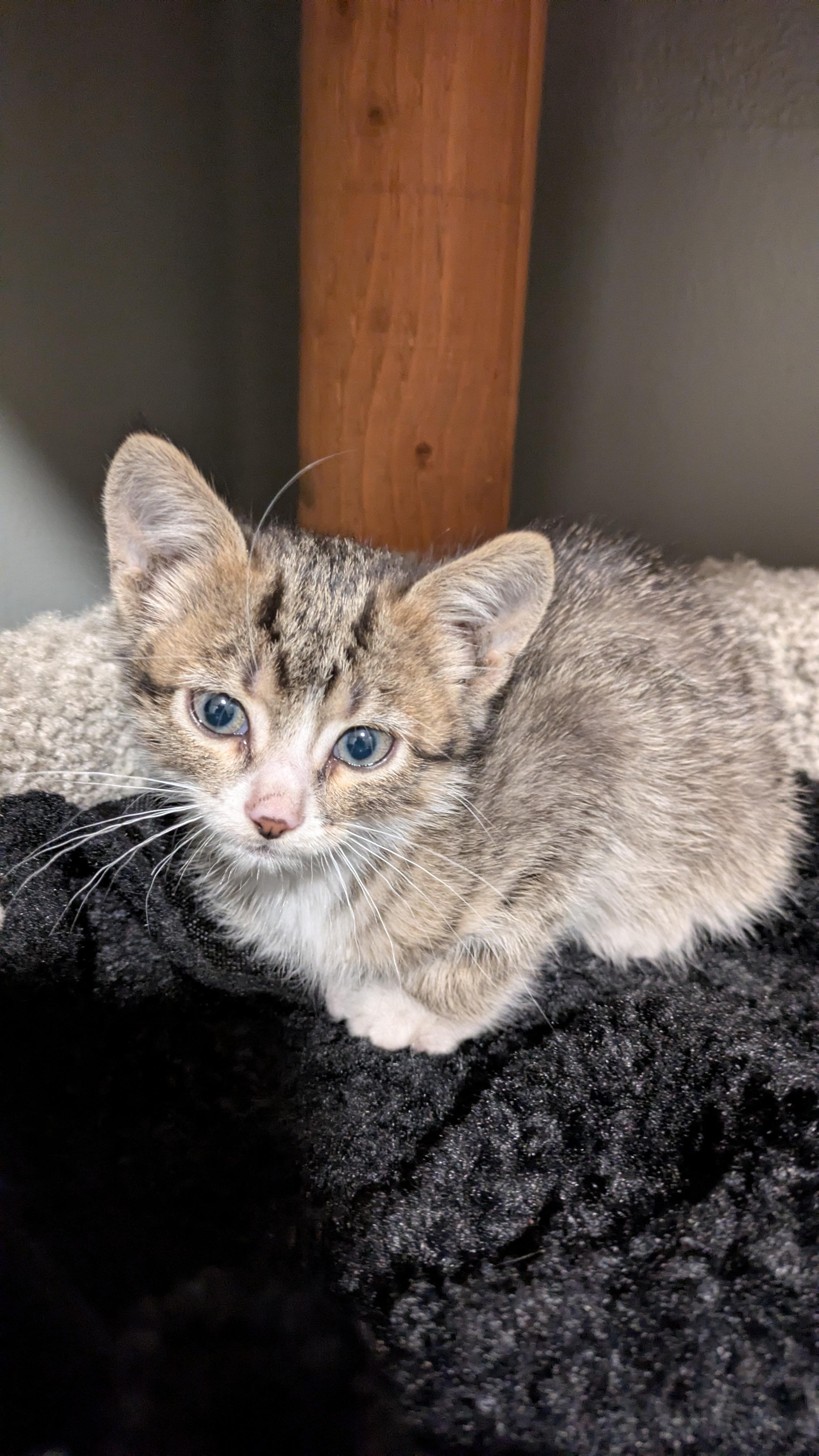 Enlarge Cosmo, a Adoptable Domestic Short Hair in Fruit Heights, UT image 4/4