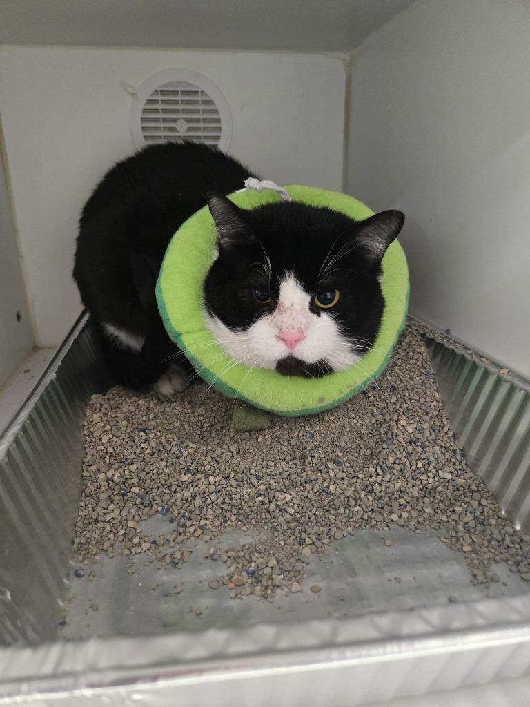 Brego, Adoptable, Adult Male Domestic Short Hair.