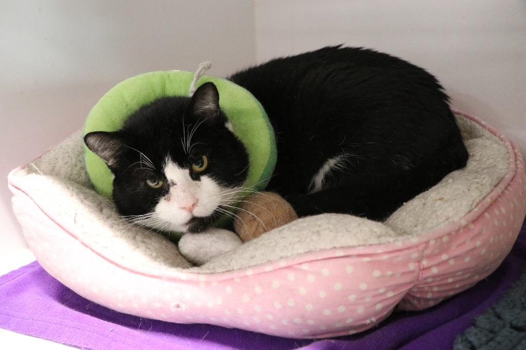 Enlarge Brego, a Adoptable mixed breed in Dearborn, MI image 2/2