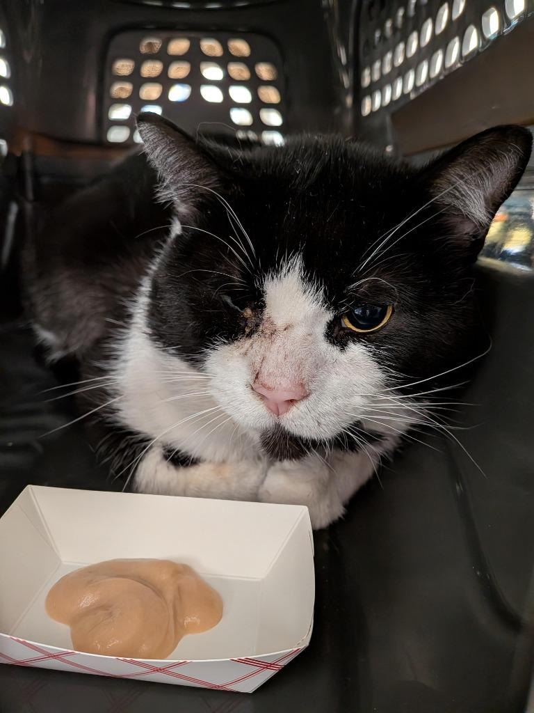 Enlarge Brego, a Adoptable mixed breed in Dearborn, MI image 2/2