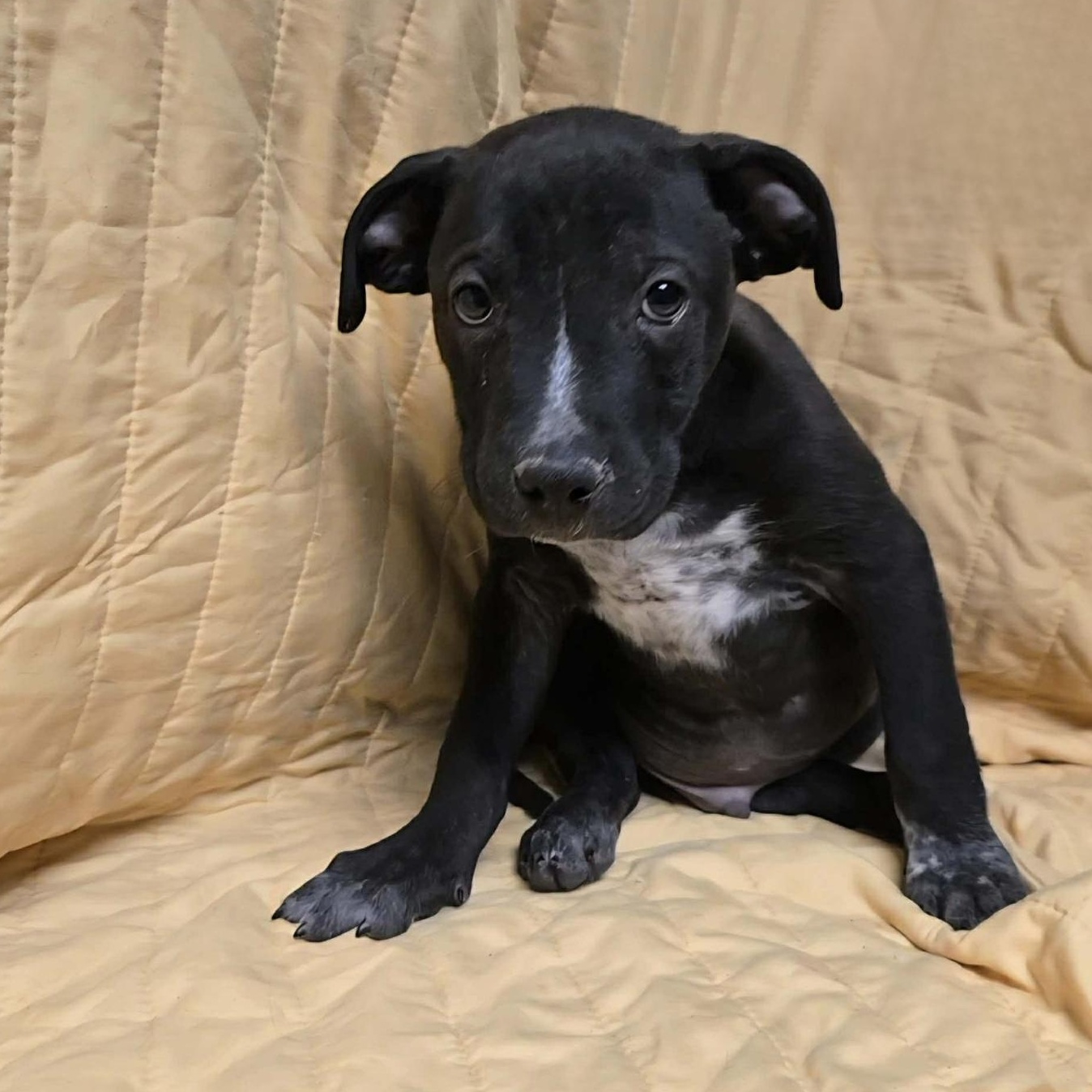 Enlarge Forge, a ADOPTABLE mixed breed in Uxbridge, MA image 1/1