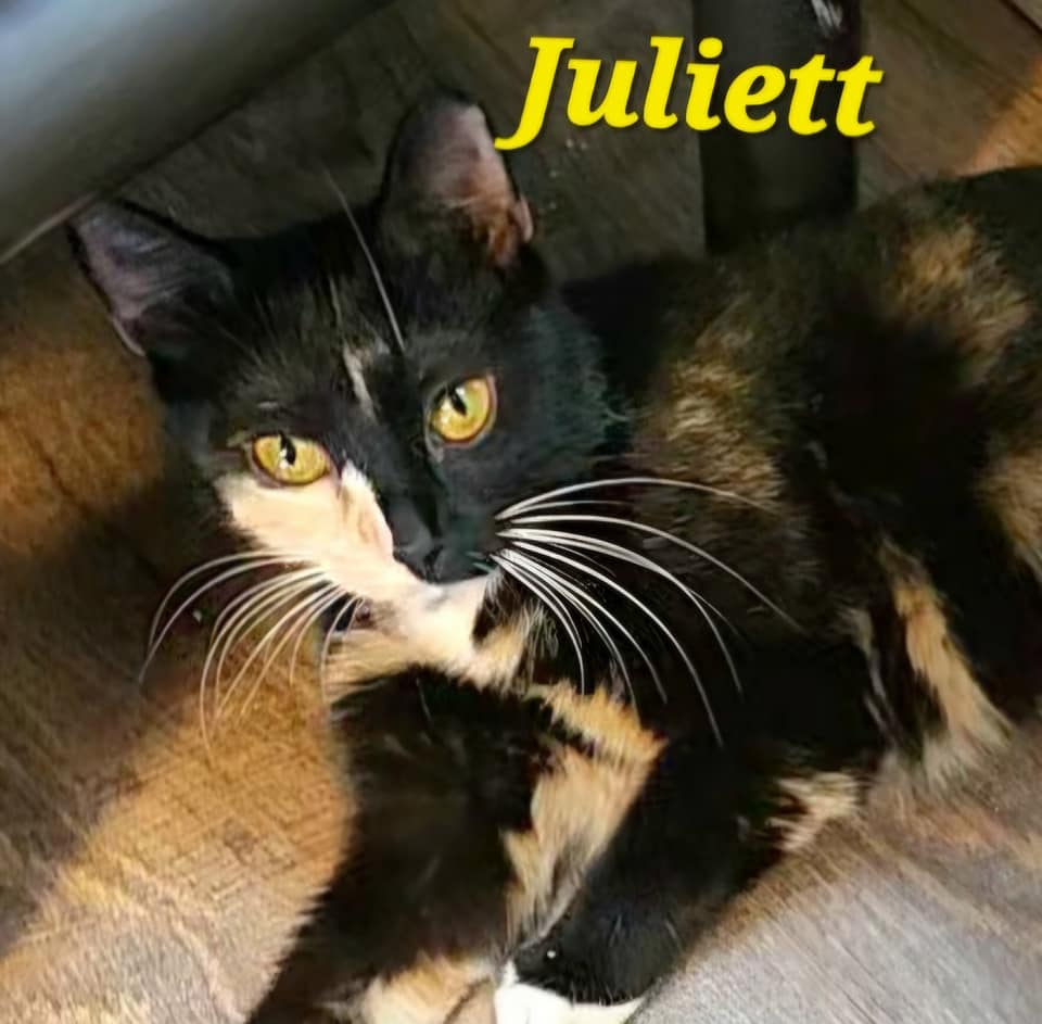 Juliett, Young Female Torbie