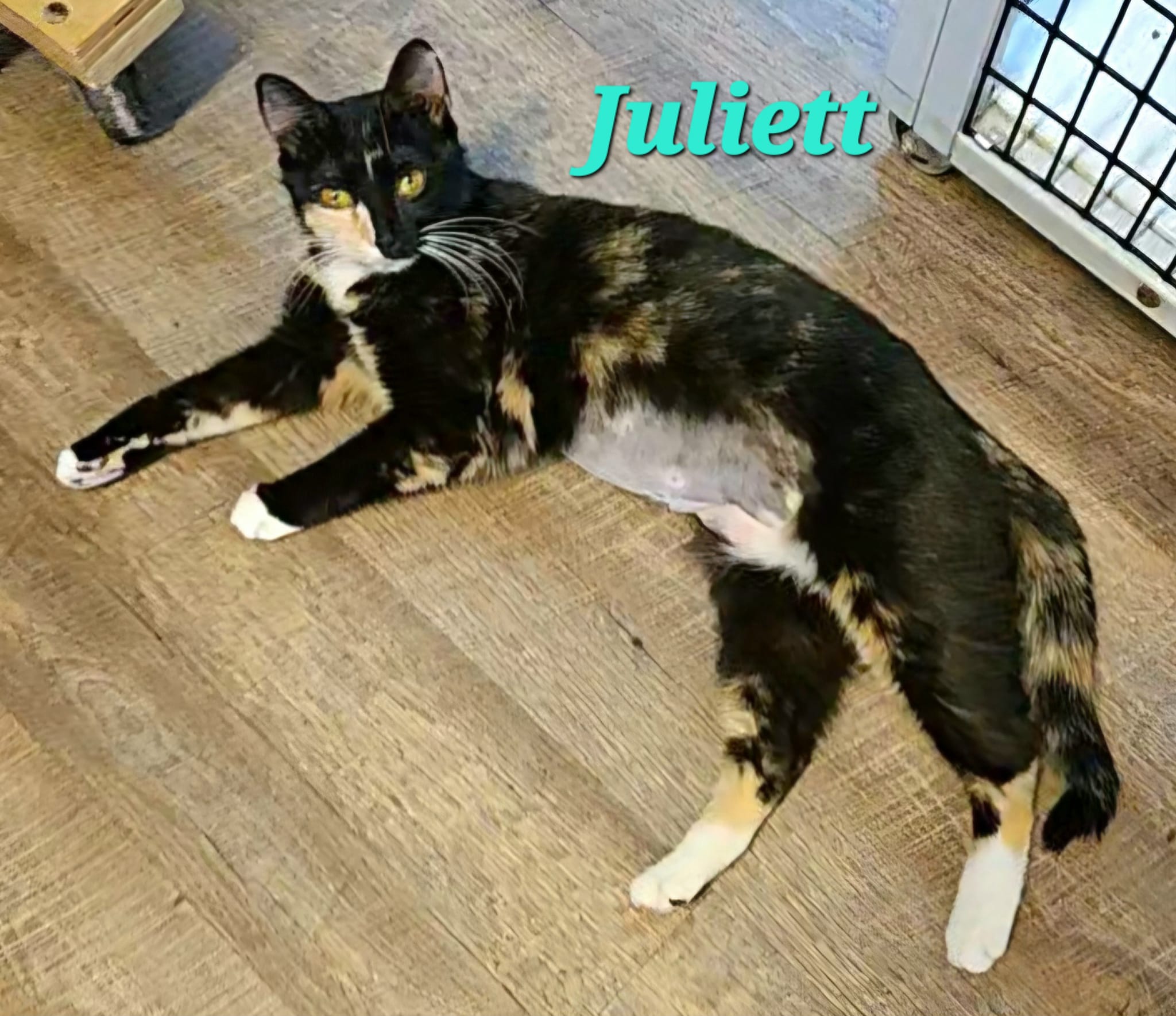 Juliett, a Adoptable Torbie in Macon, GA image 3/3