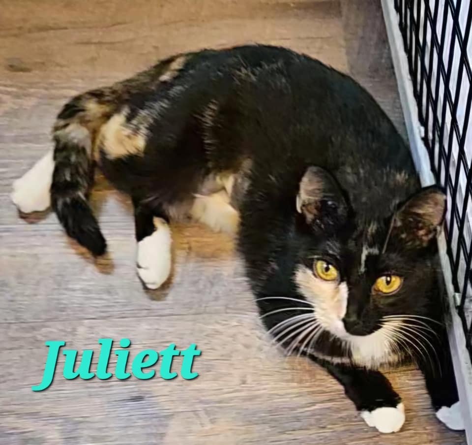 Juliett, a Adoptable Torbie in Macon, GA image 2/3