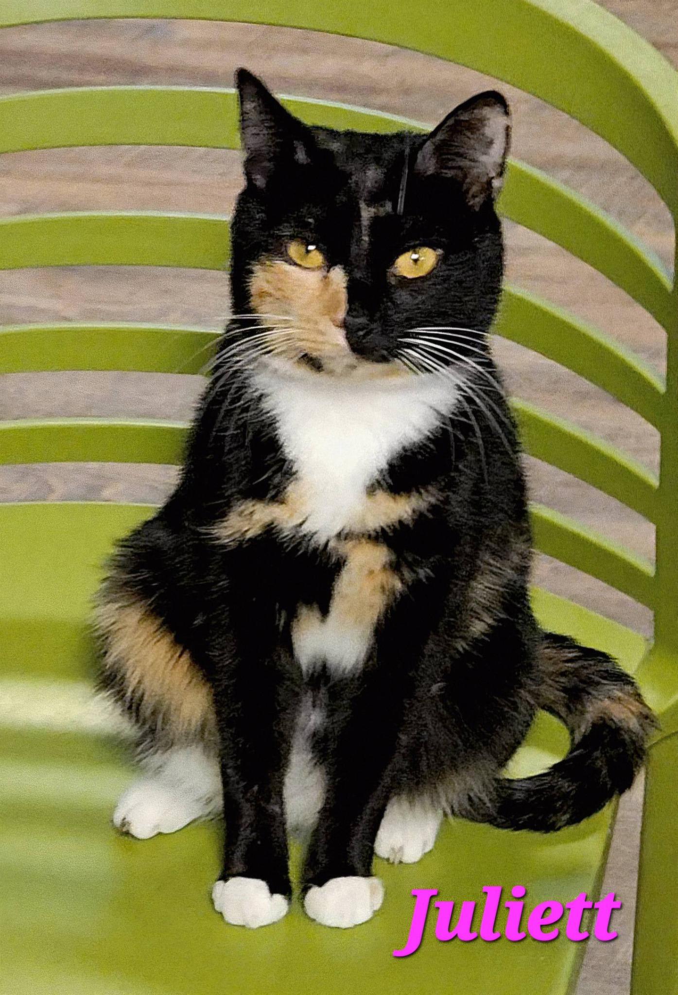 Enlarge Juliett, a Adoptable Torbie in Macon, GA image 1/4