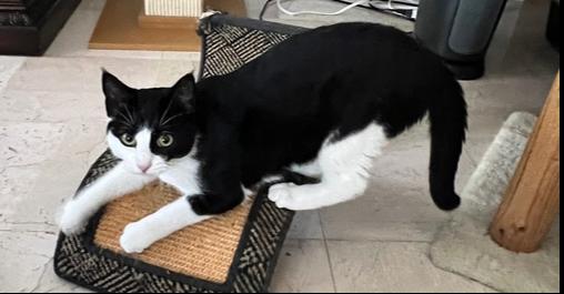 Jada — thumbnail 2