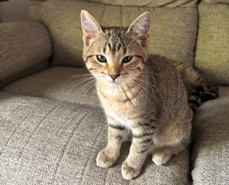 Dewey, an adoptable Tabby in Pierre, SD, 57501 | Photo Image 1