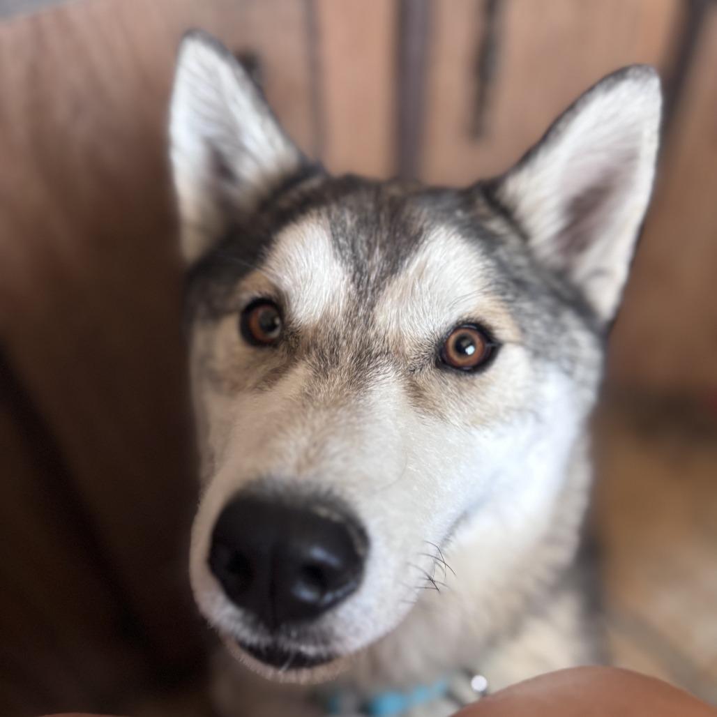 Otto, Adoptable, Adult Male Siberian Husky.