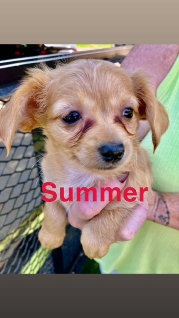 Enlarge Summer, a Adopted mixed breed in Boone, CO image 1/1