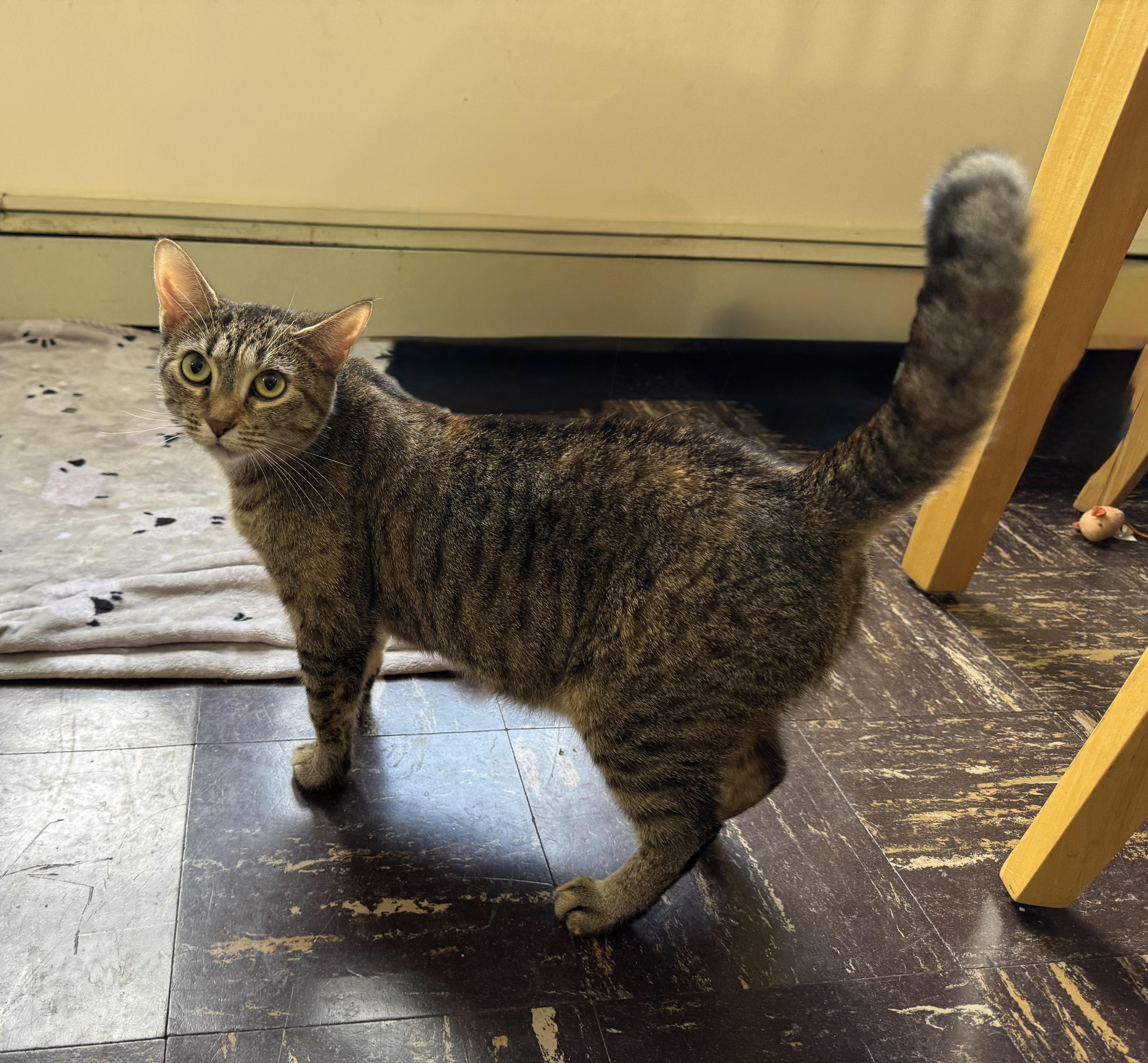 Enlarge Sorbet & Cannoli, a Adoptable Domestic Short Hair in Uxbridge, MA image 2/4