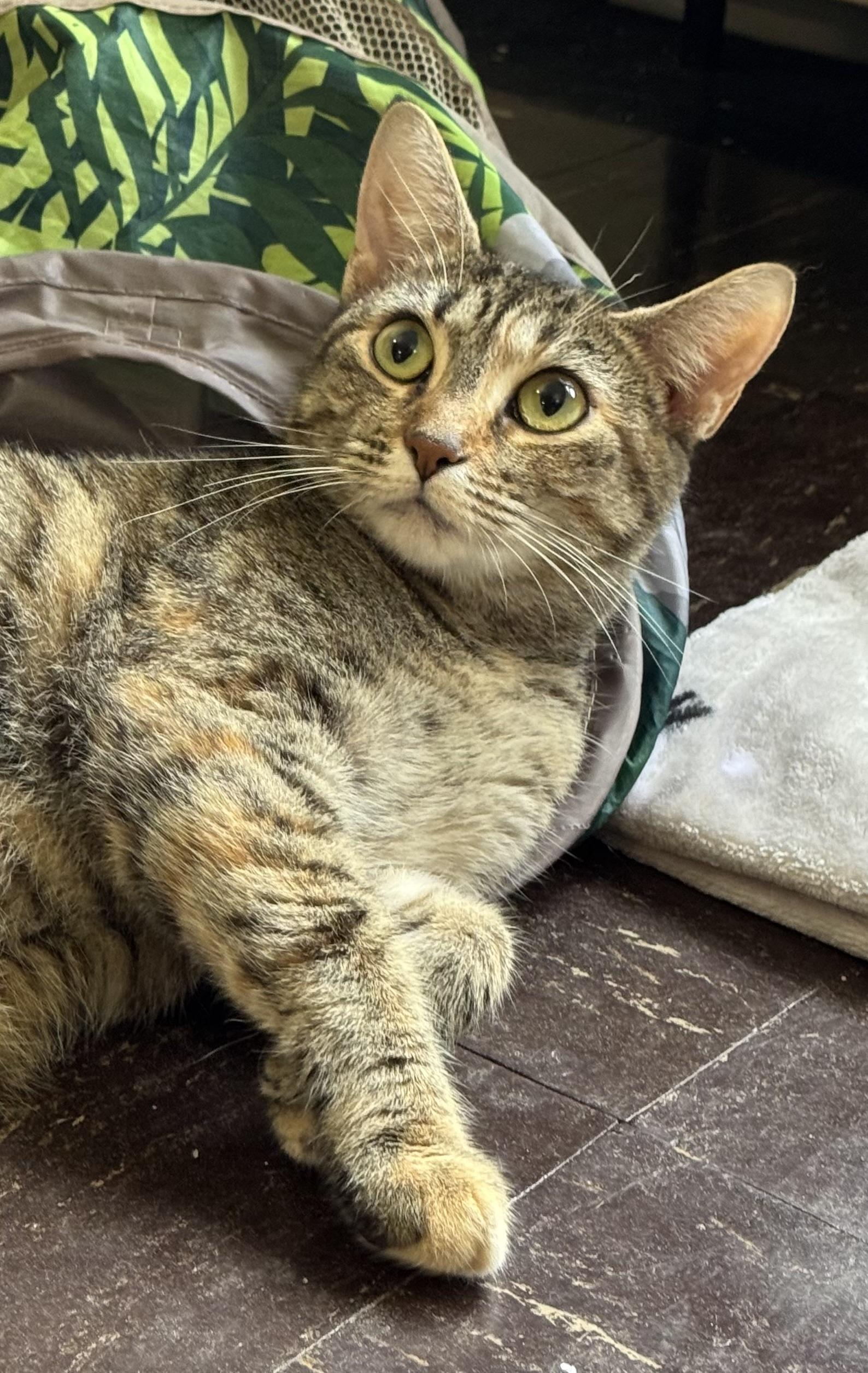 Sorbet & Cannoli, Adoptable, Young Female Domestic Short Hair.