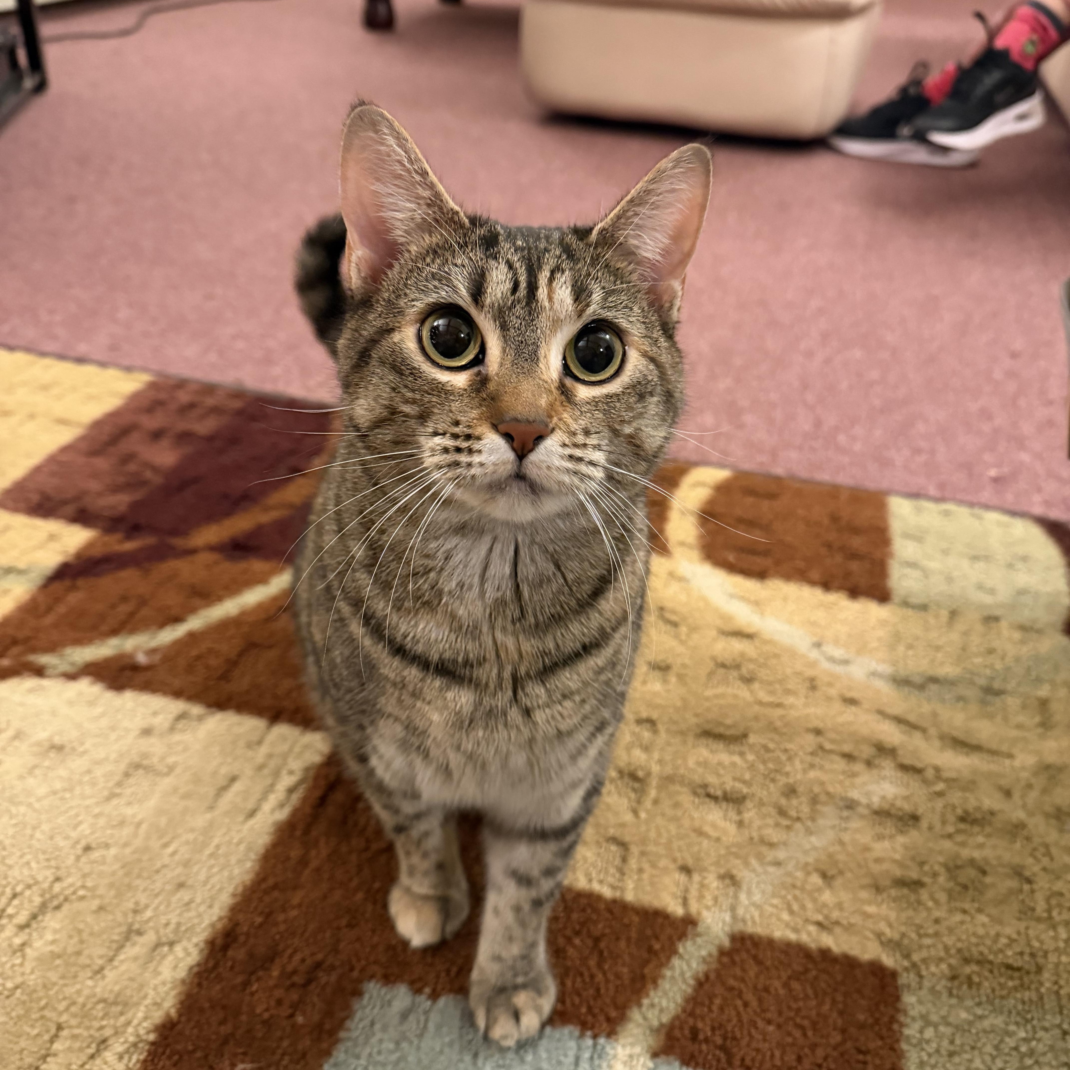 Enlarge Sorbet & Cannoli, a Adoptable Domestic Short Hair in Uxbridge, MA image 3/5