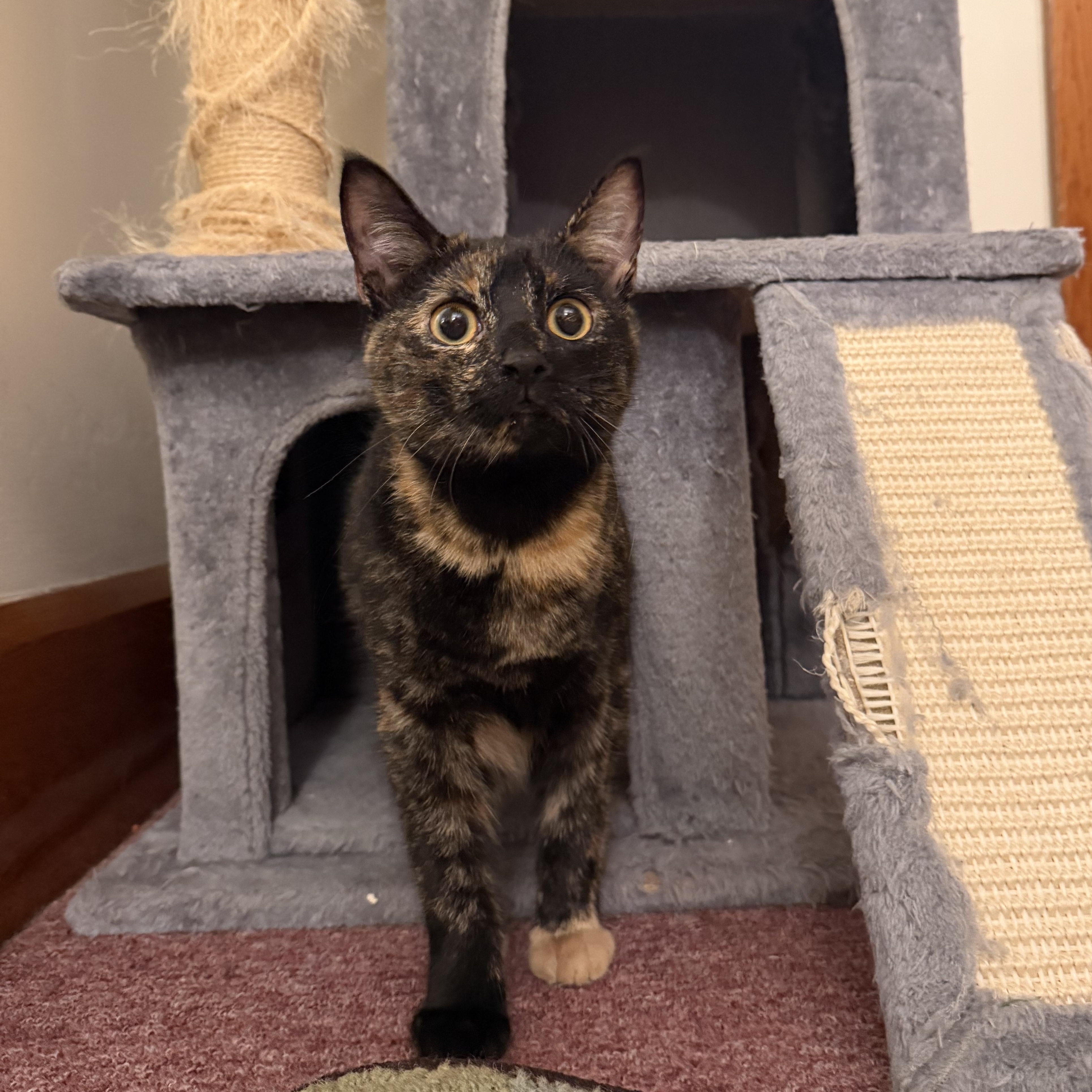 Enlarge Sorbet & Cannoli, a Adoptable Domestic Short Hair in Uxbridge, MA image 4/5