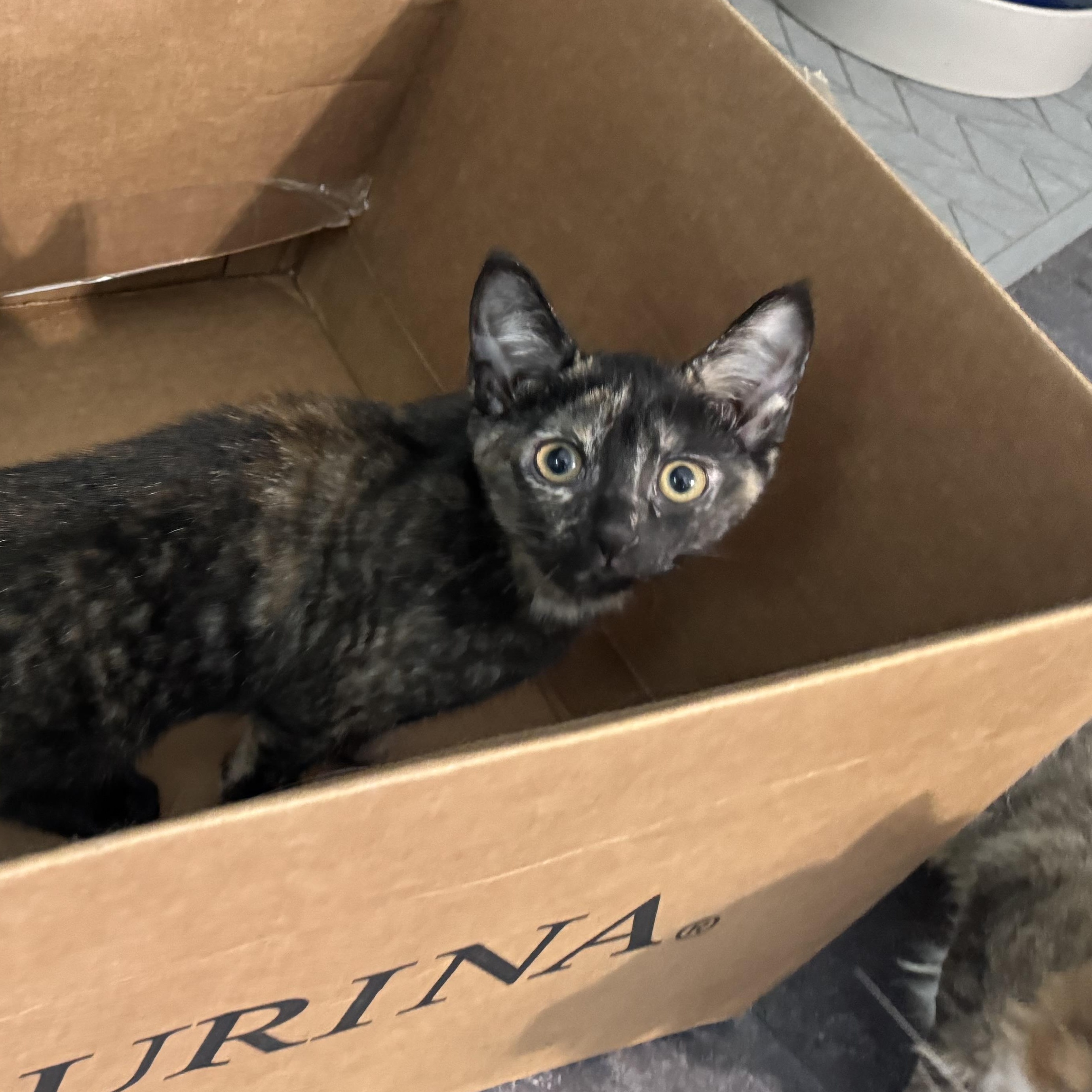 Enlarge Sorbet & Cannoli, a Adoptable Domestic Short Hair in Uxbridge, MA image 1/4