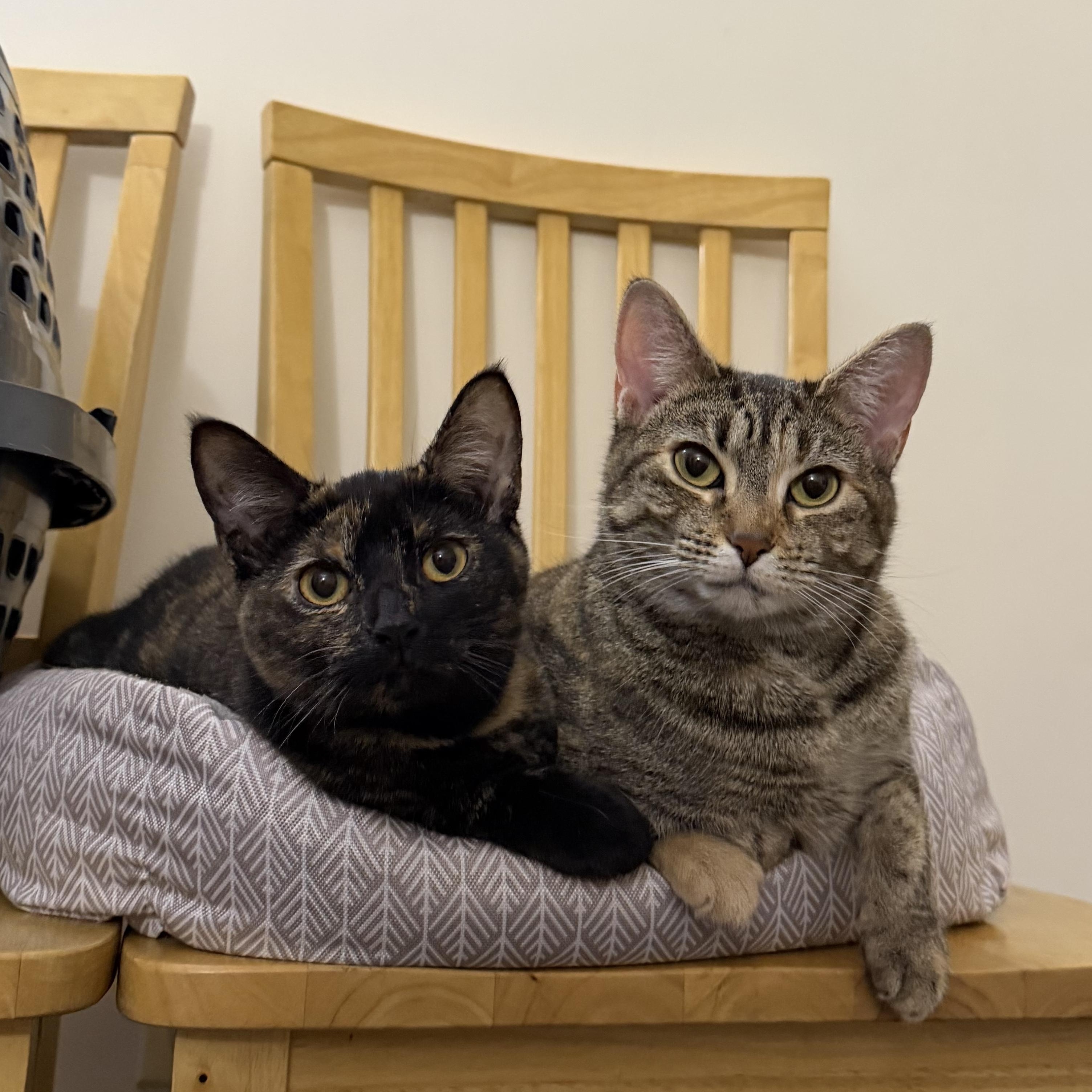 Enlarge Sorbet & Cannoli, a Adoptable Domestic Short Hair in Uxbridge, MA image 2/5