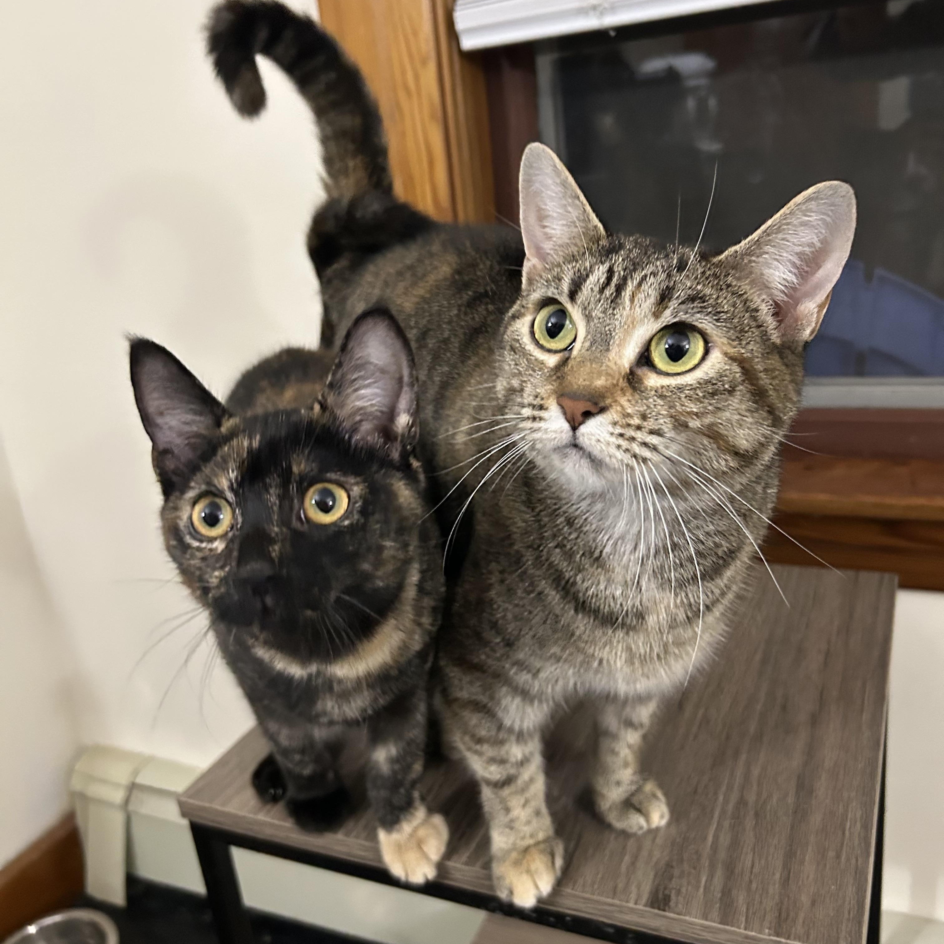 Enlarge Sorbet & Cannoli, a Adoptable Domestic Short Hair in Uxbridge, MA image 1/5