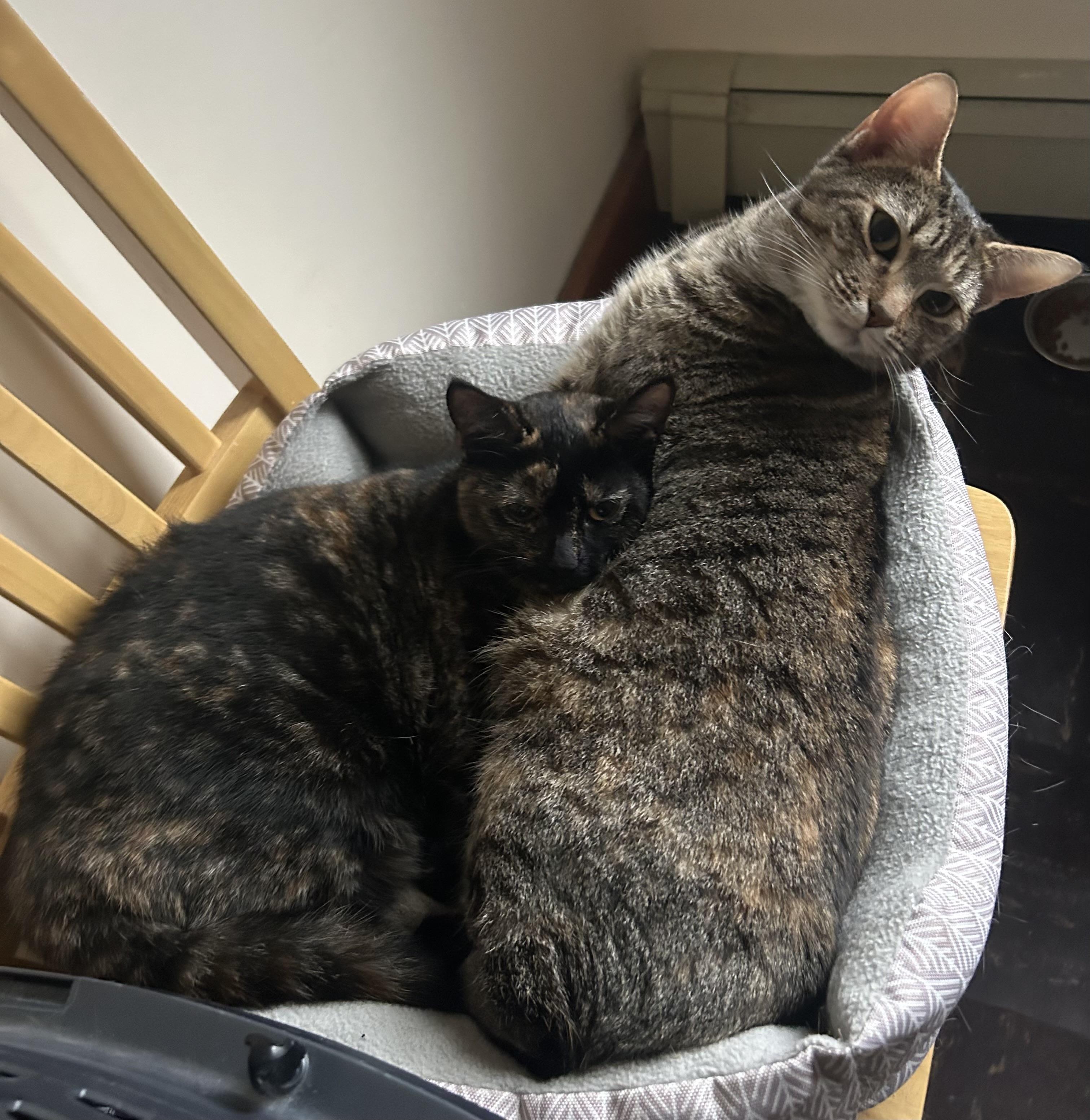 Enlarge Sorbet & Cannoli, a Adoptable Domestic Short Hair in Uxbridge, MA image 5/5