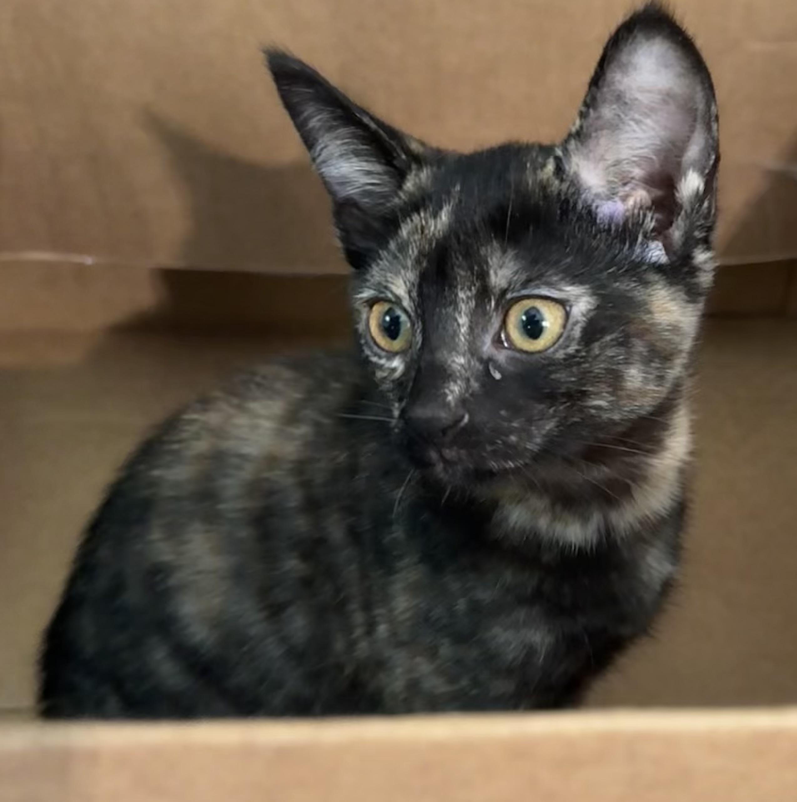 Enlarge Sorbet & Cannoli, a Adoptable Domestic Short Hair in Uxbridge, MA image 4/4