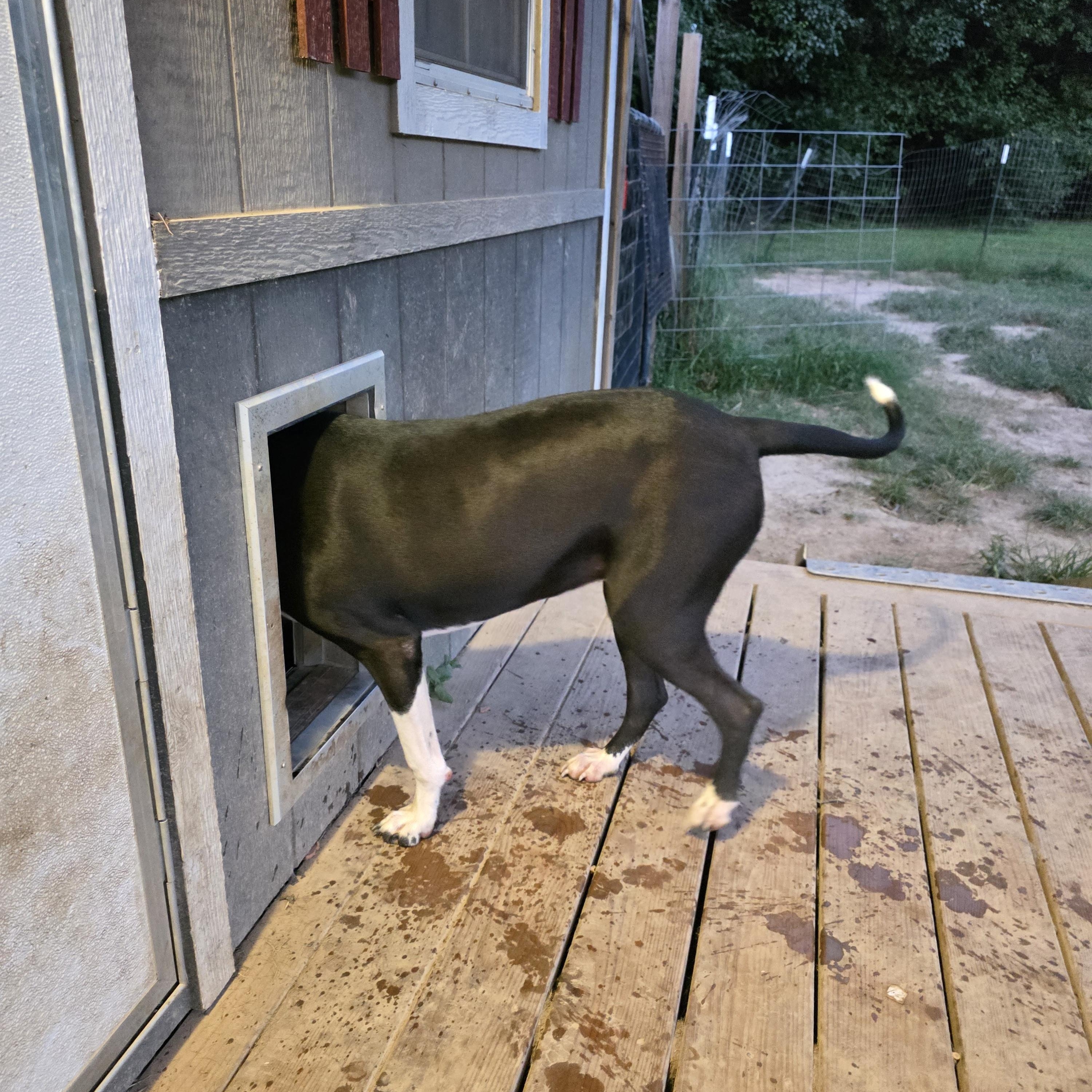 Enlarge Sadie, an adopted mixed breed in Warren, RI image 6/6