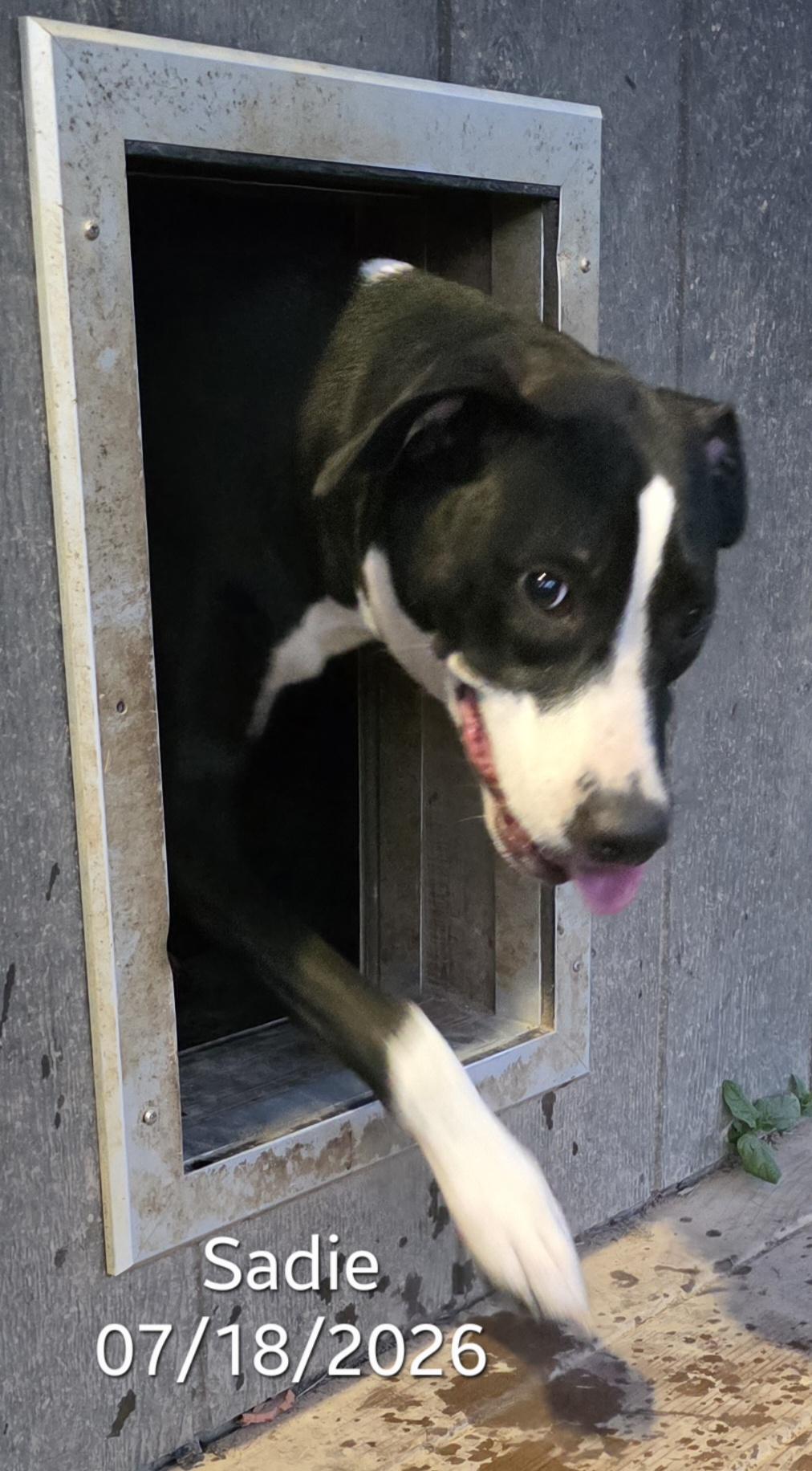 Enlarge Sadie, an adopted mixed breed in Warren, RI image 5/6