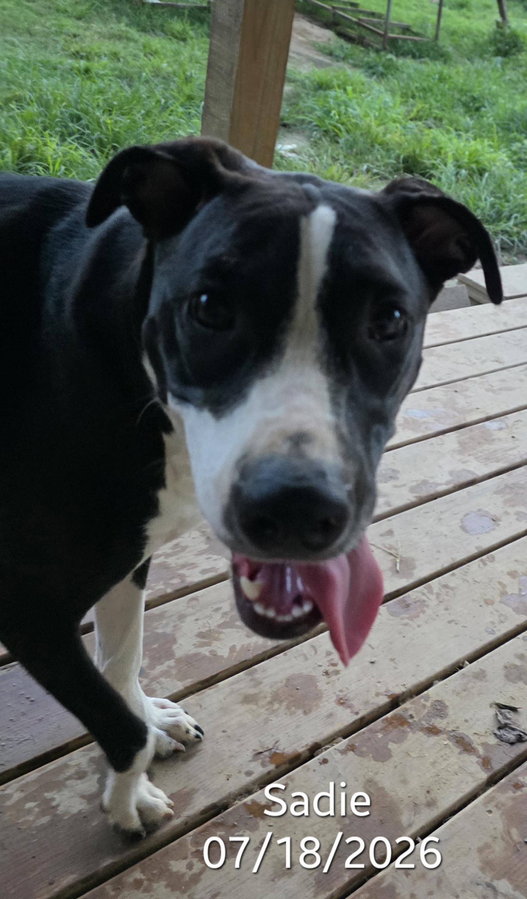Enlarge Sadie, an adopted mixed breed in Warren, RI image 3/6