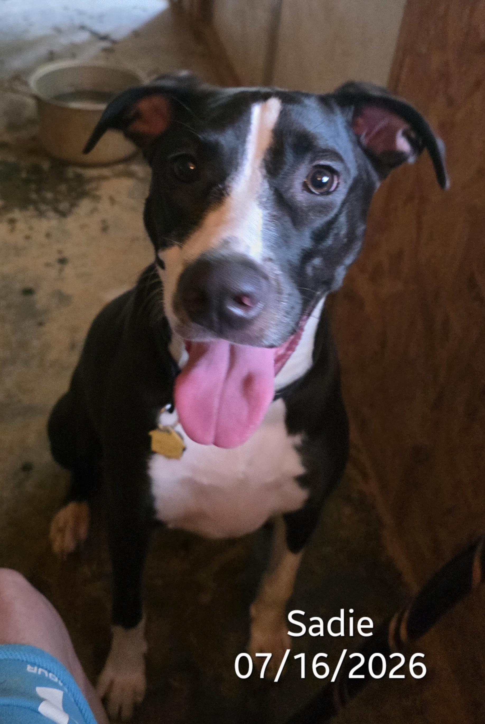 Sadie, adopted, Young Female Great Dane & Border Collie.